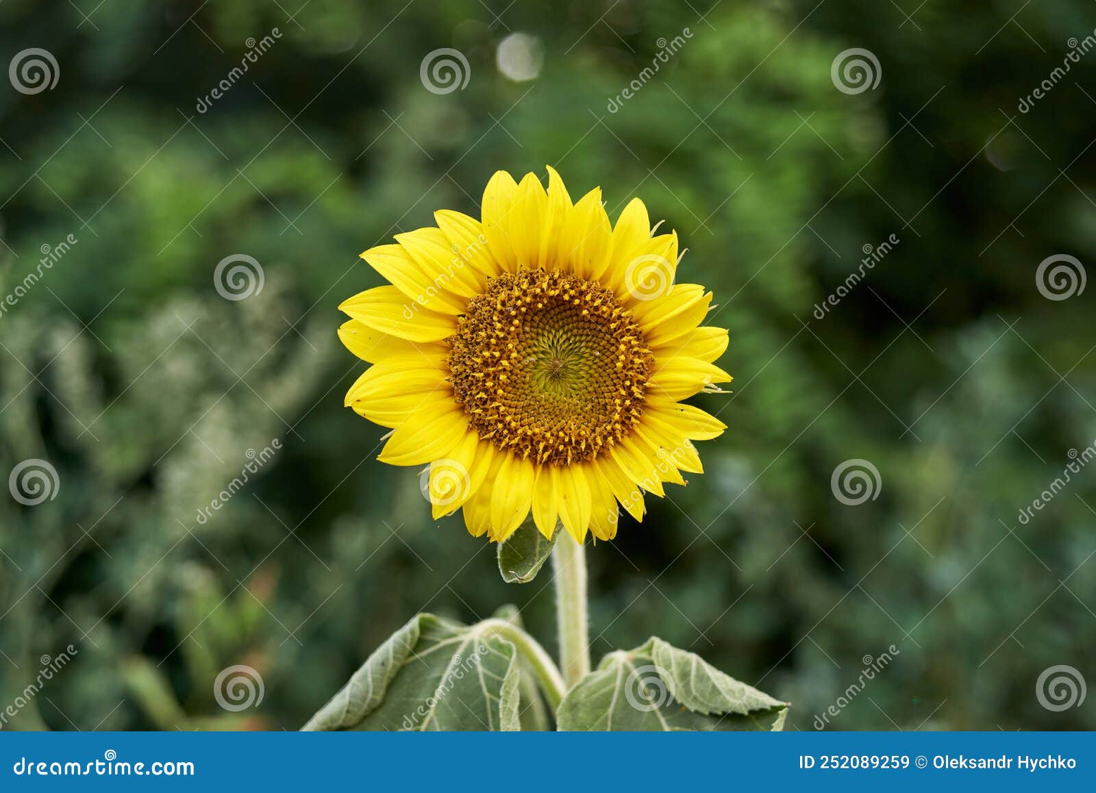 Yellow Sunflower Blooming in the Field Stock Image Image of petal