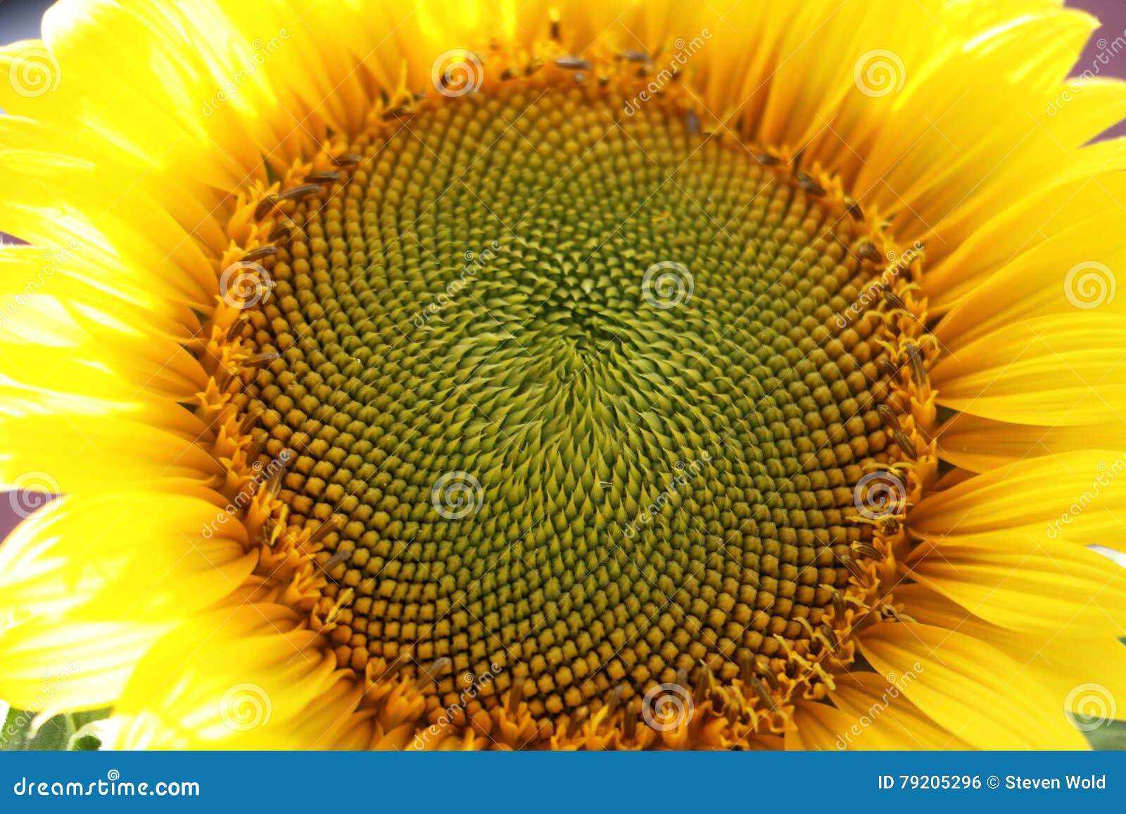 Yellow Sunflower stock photo. Image of foliage, flower 79205296