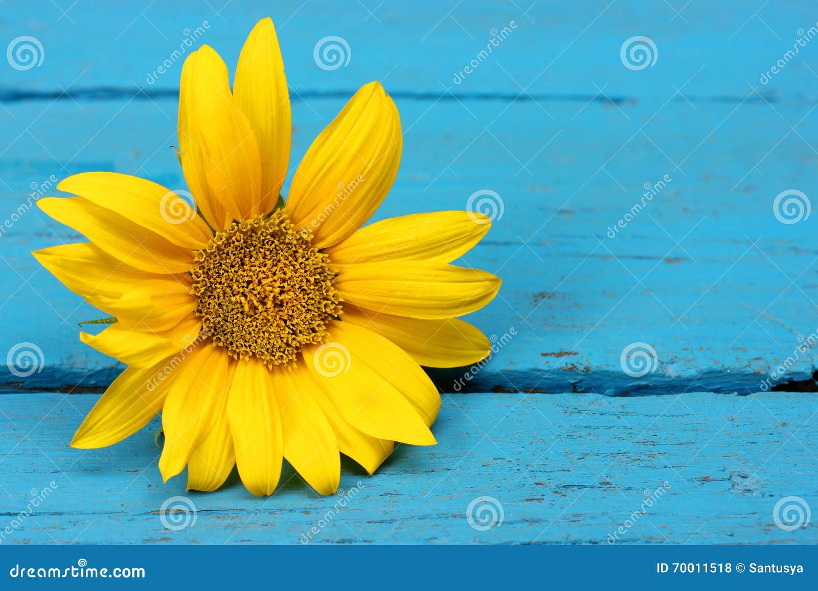 Yellow Sunflower on Blue Background Stock Photo Image of saturated