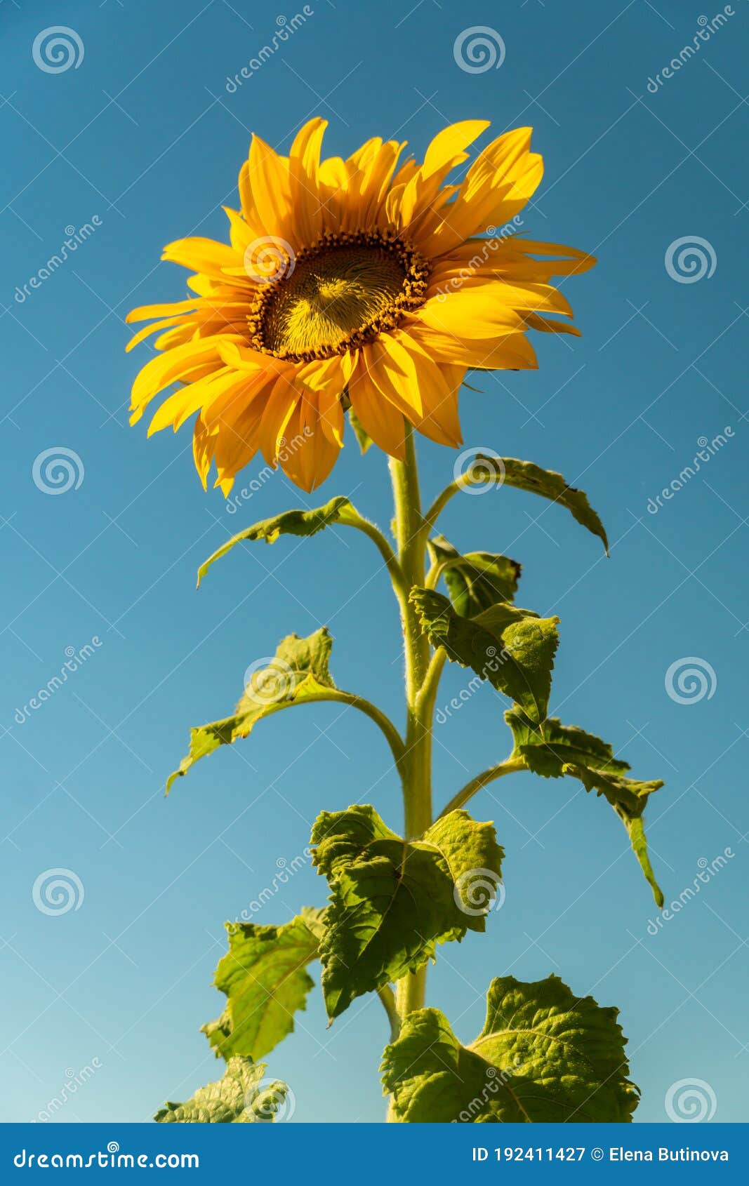 Yellow Sunflower and Blue Sky Stock Image Image of object, leaf