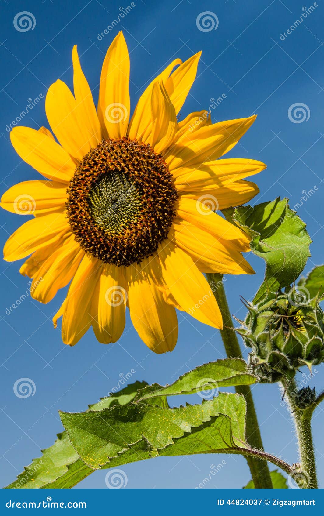 Yellow Sunflower with Blue Sky Background Stock Image Image of sunflower, flowering 44824037