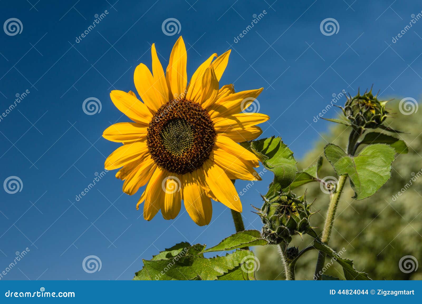 Yellow Sunflower with Blue Sky Background Stock Photo Image of sunflower, sunflowers 44824044