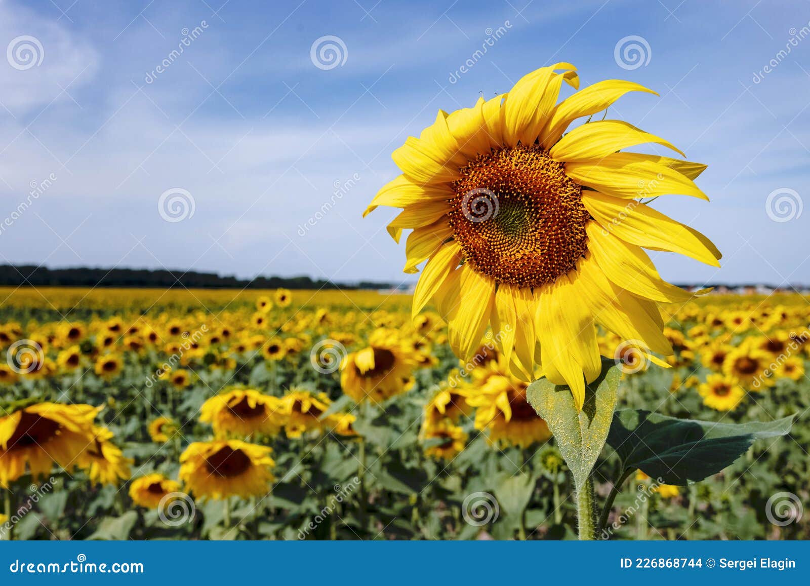 Yellow Sunflower in the Garden Beds Under the Blue Sky Stock Photo