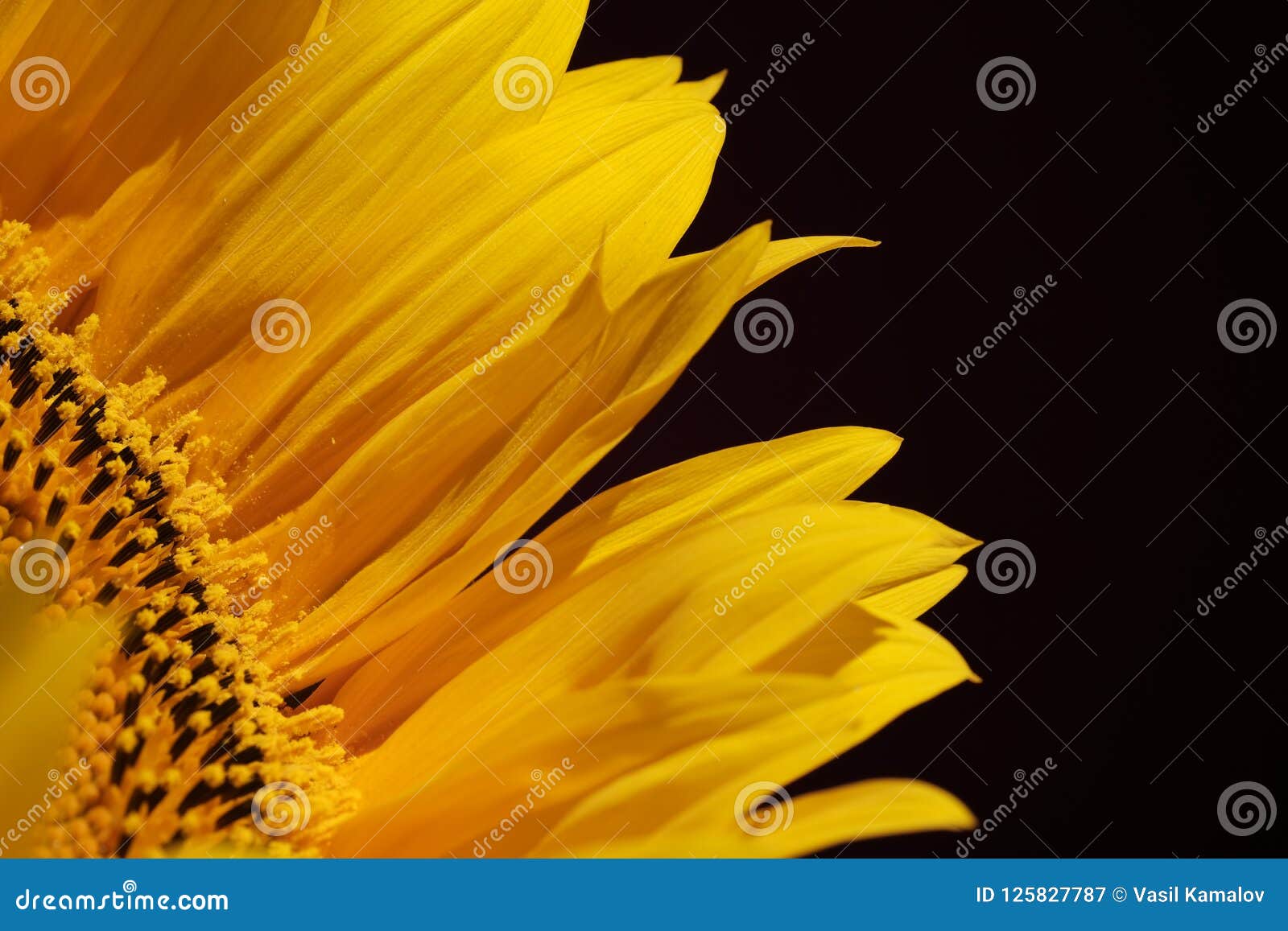 Yellow Sunflower Leaves on a Black Background with Copy Empty Space