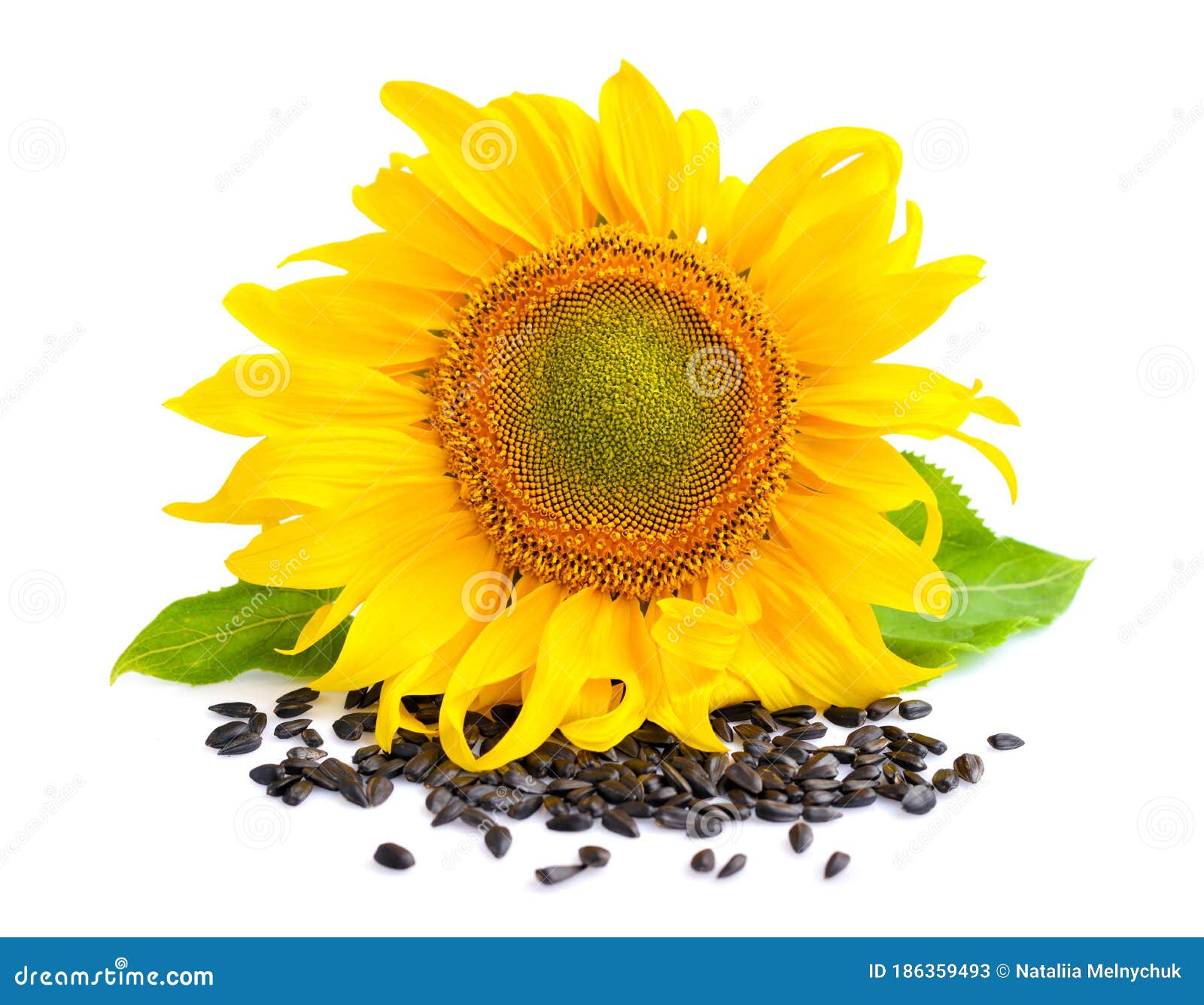 Yellow Sunflower and Sunflower Seeds on a White Background Stock Image ...