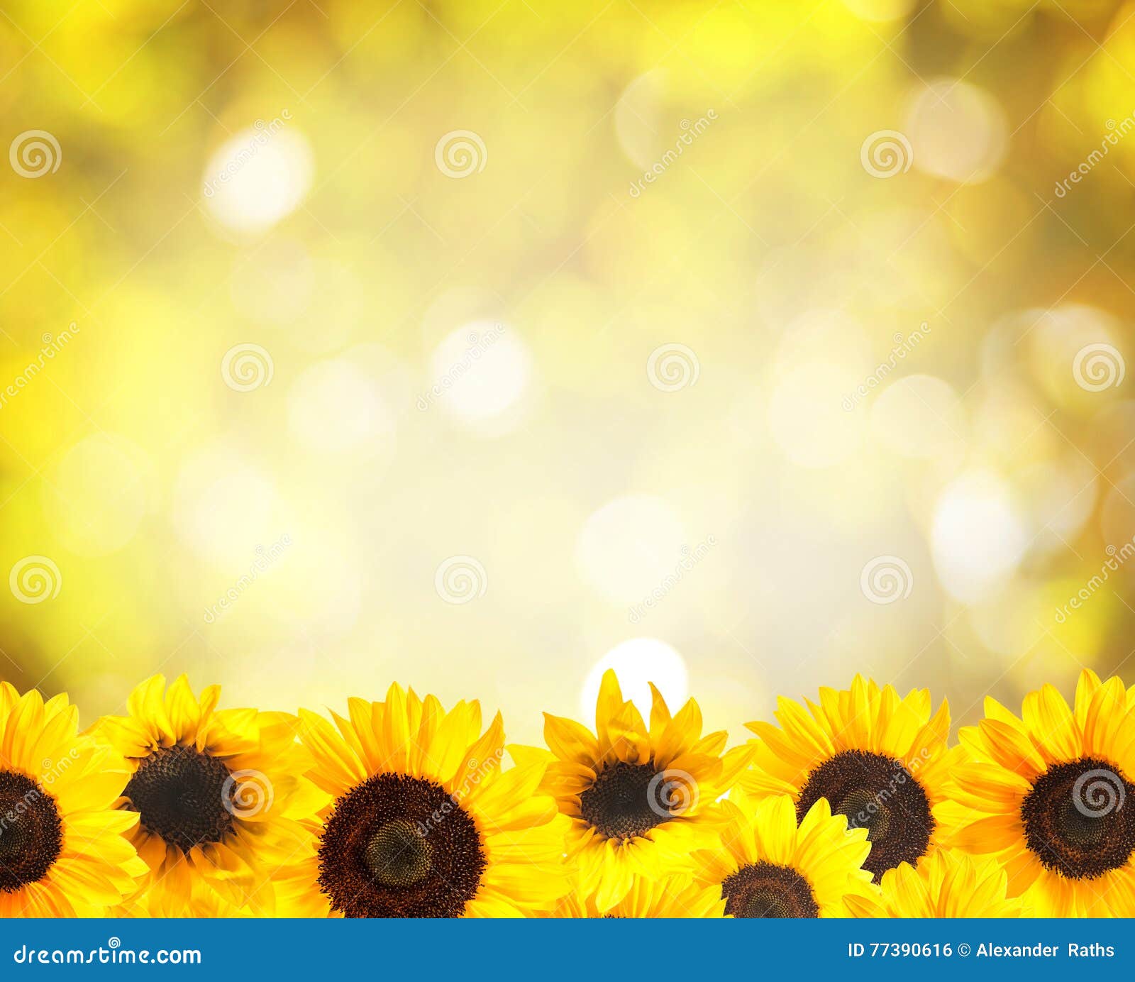 Yellow Sunflowers Background Stock Photo Image of nature, nobody