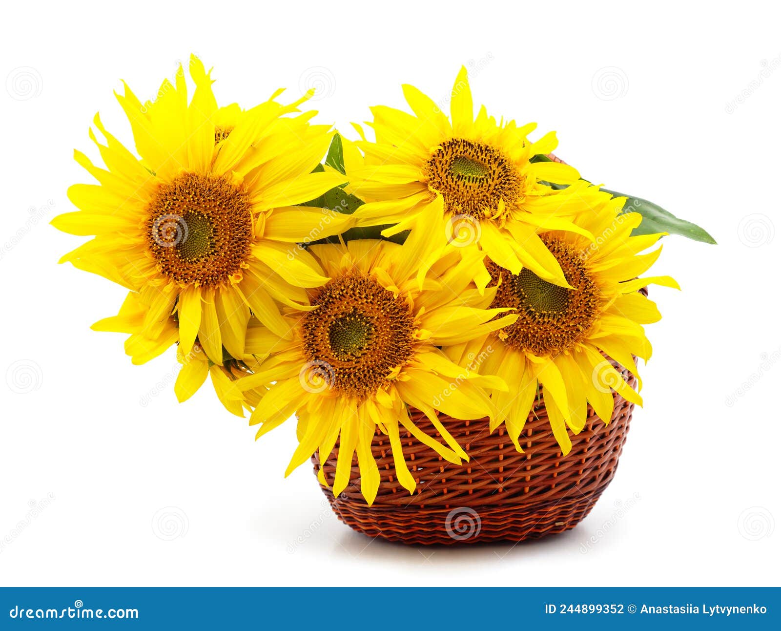 Yellow Sunflowers in the Basket Stock Photo Image of composition