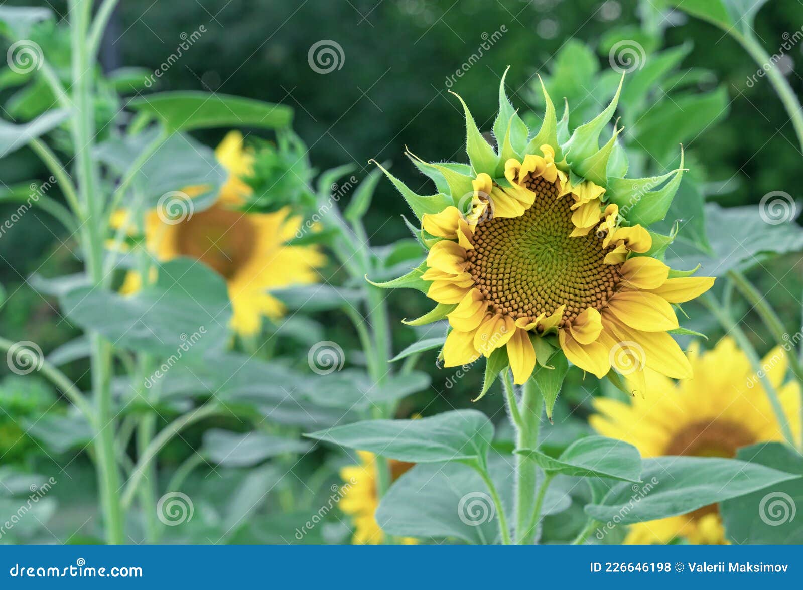 Yellow Sunflowers are Blooming on the Plantation Stock Photo Image of