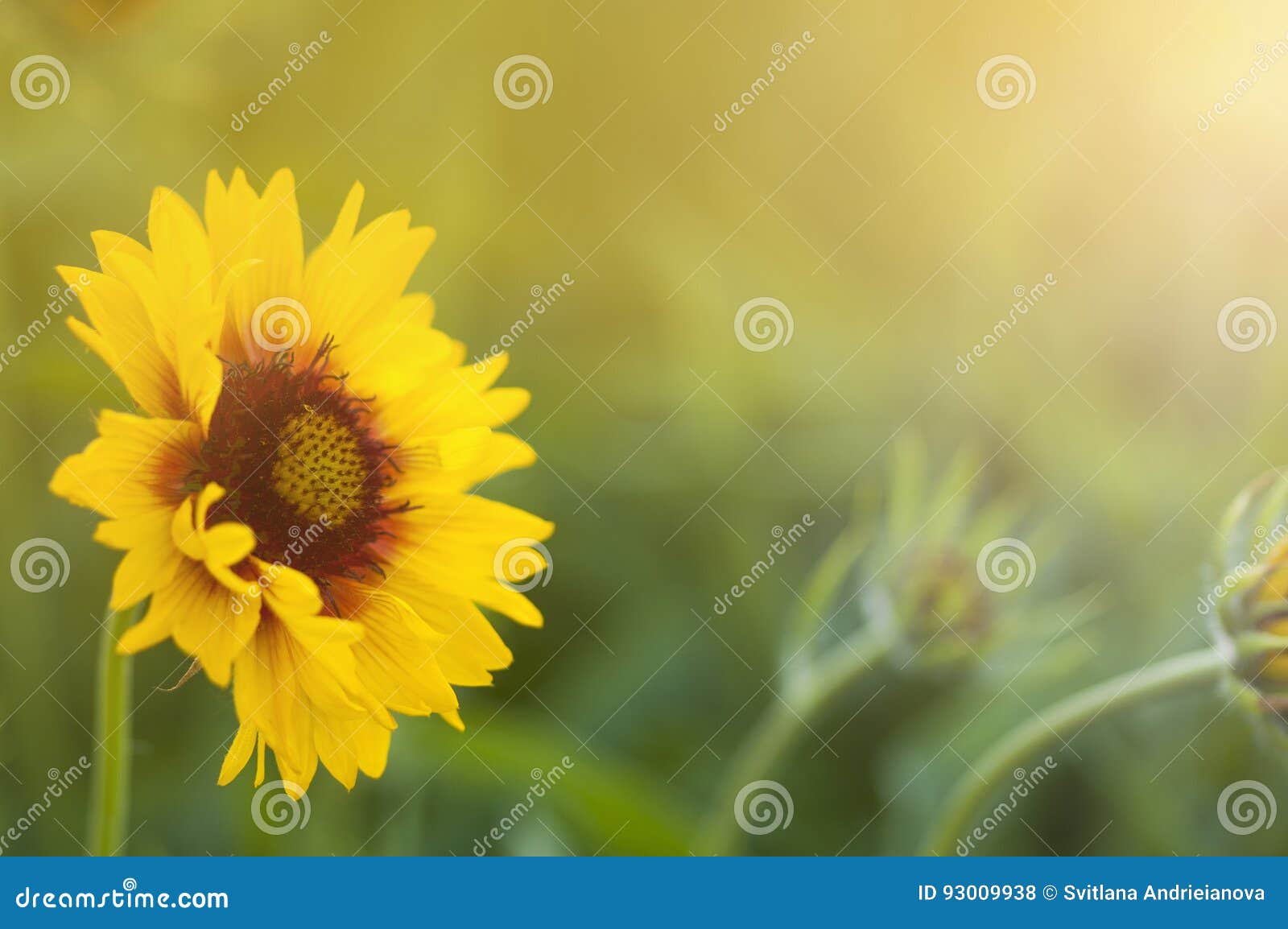 Yellow sunflowers stock photo. Image of blooming, morning 93009938