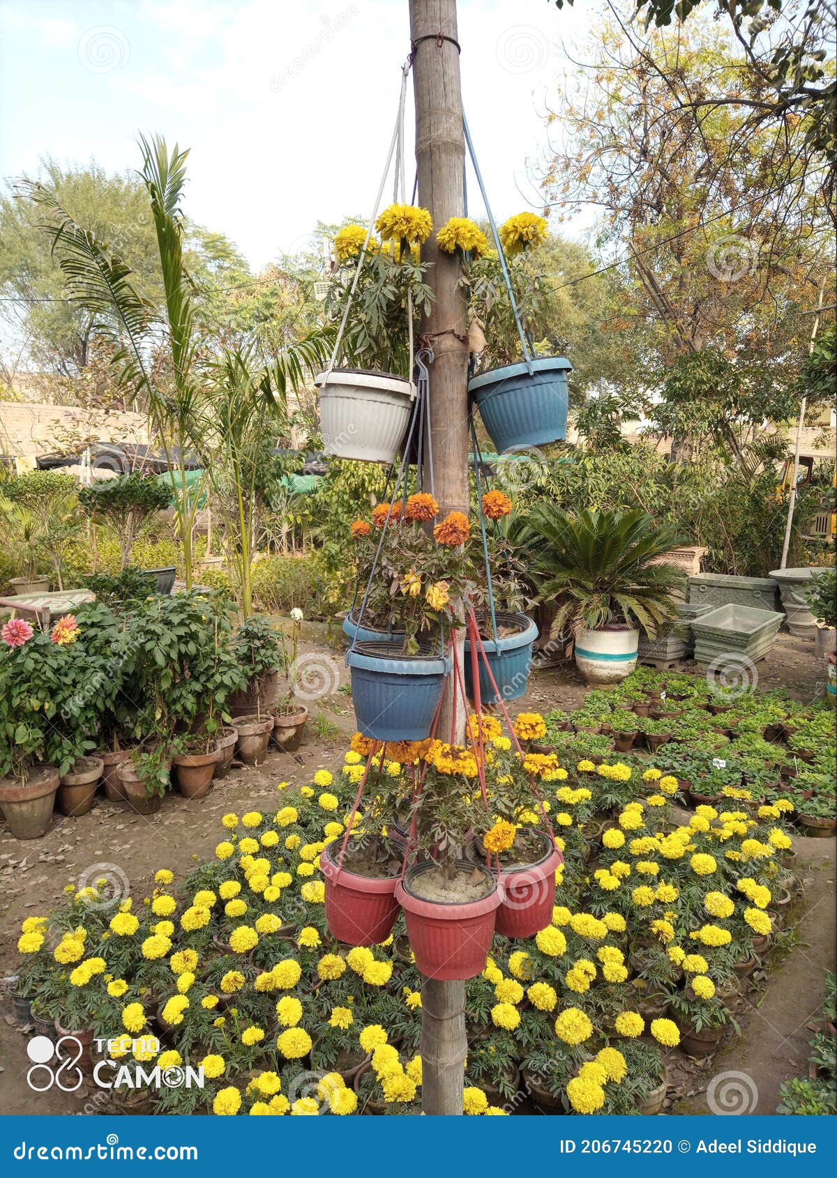 Yellow Sunflowers are Glowing in a Nursery Stock Photo Image of