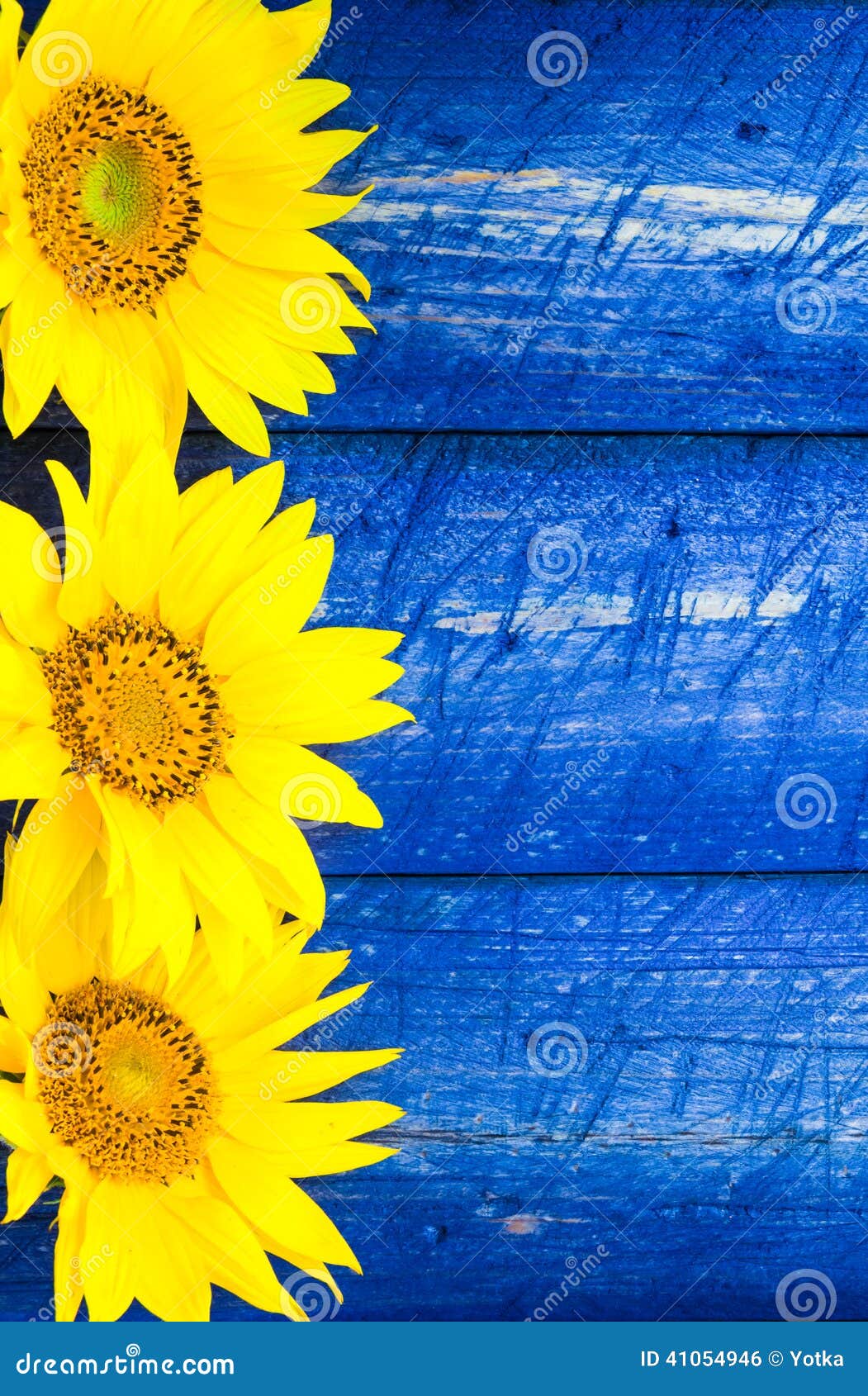Yellow Sunflowers Painted Fence Stock Photo Image of scratched