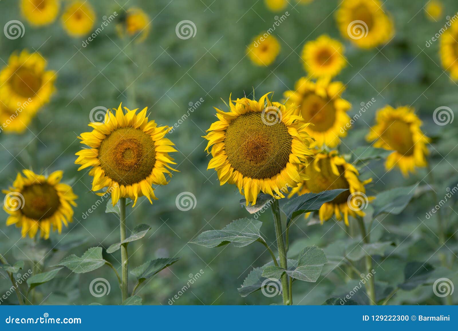 Yellow Sunflowers Plants on Field Stock Photo Image of landscape