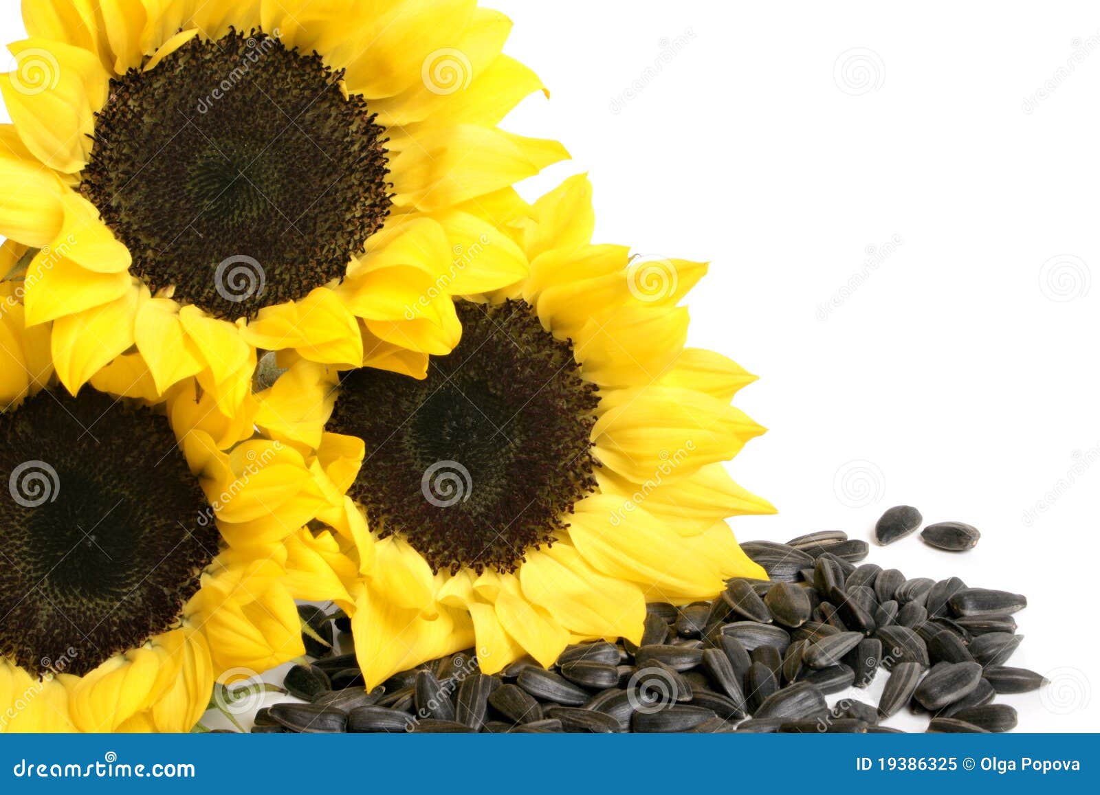 Yellow Sunflowers And Sunflower Seeds Stock Image - Image of condiment ...