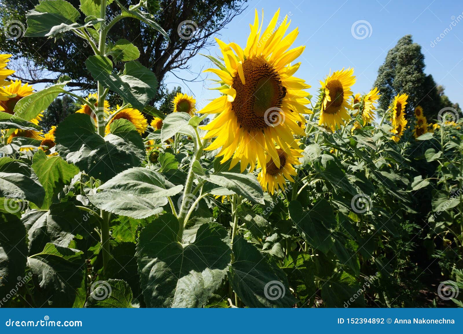 Yellow Sunflowers Turned To the Sun Stock Photo Image of leaf