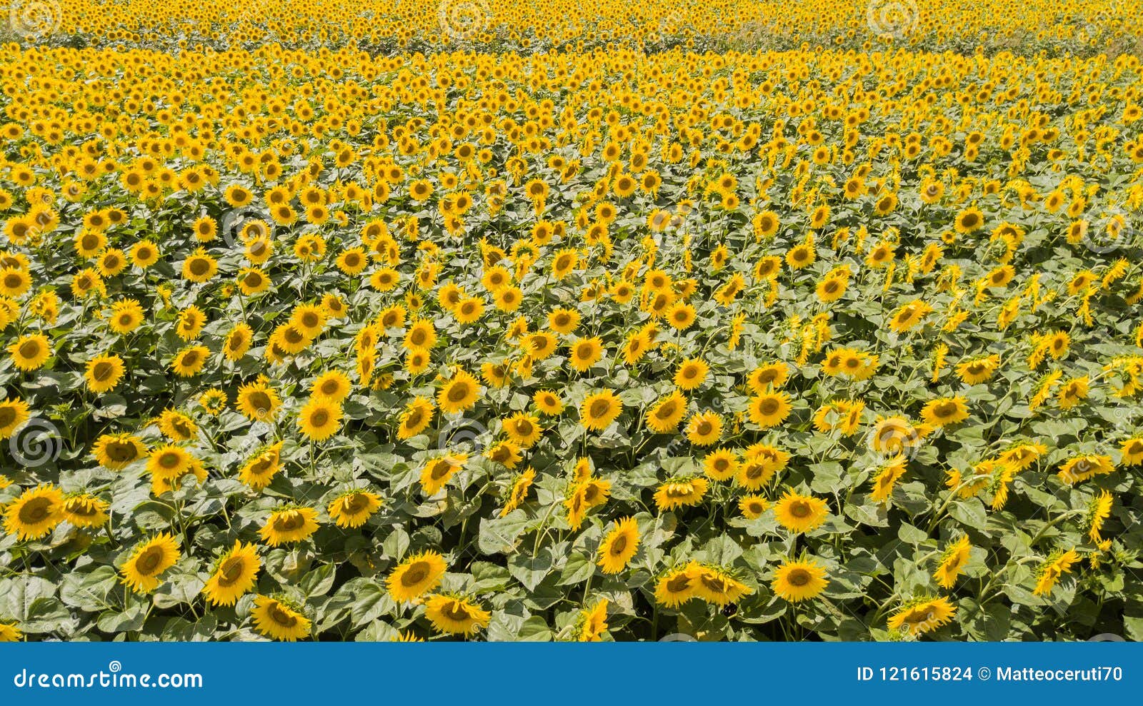 Yellow Sunflowers Wonderful Rural Landscape Of Sunflower Field In