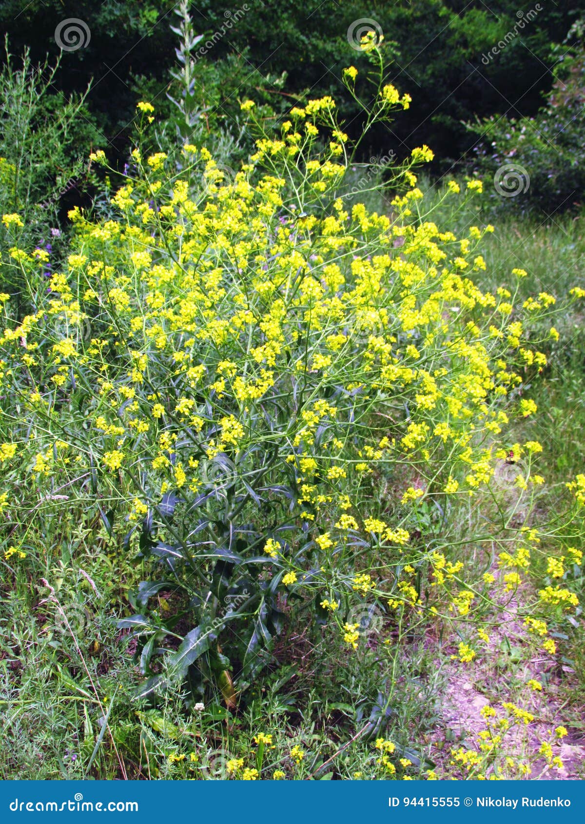 Yellow sweet clover stock image. Image of clover, grass 94415555