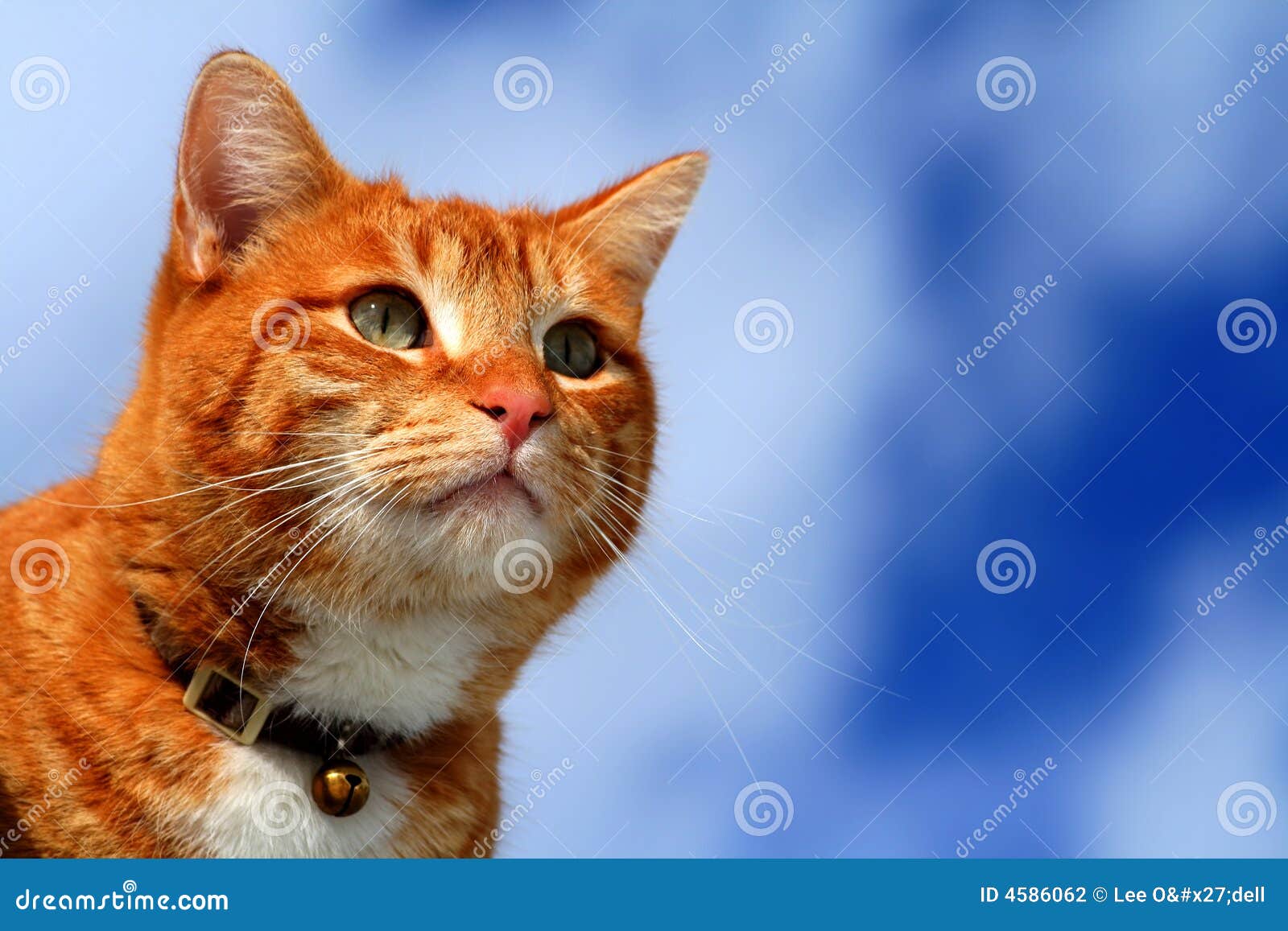 tabby white cat wearing yellow rain coat outdoors in bad weather