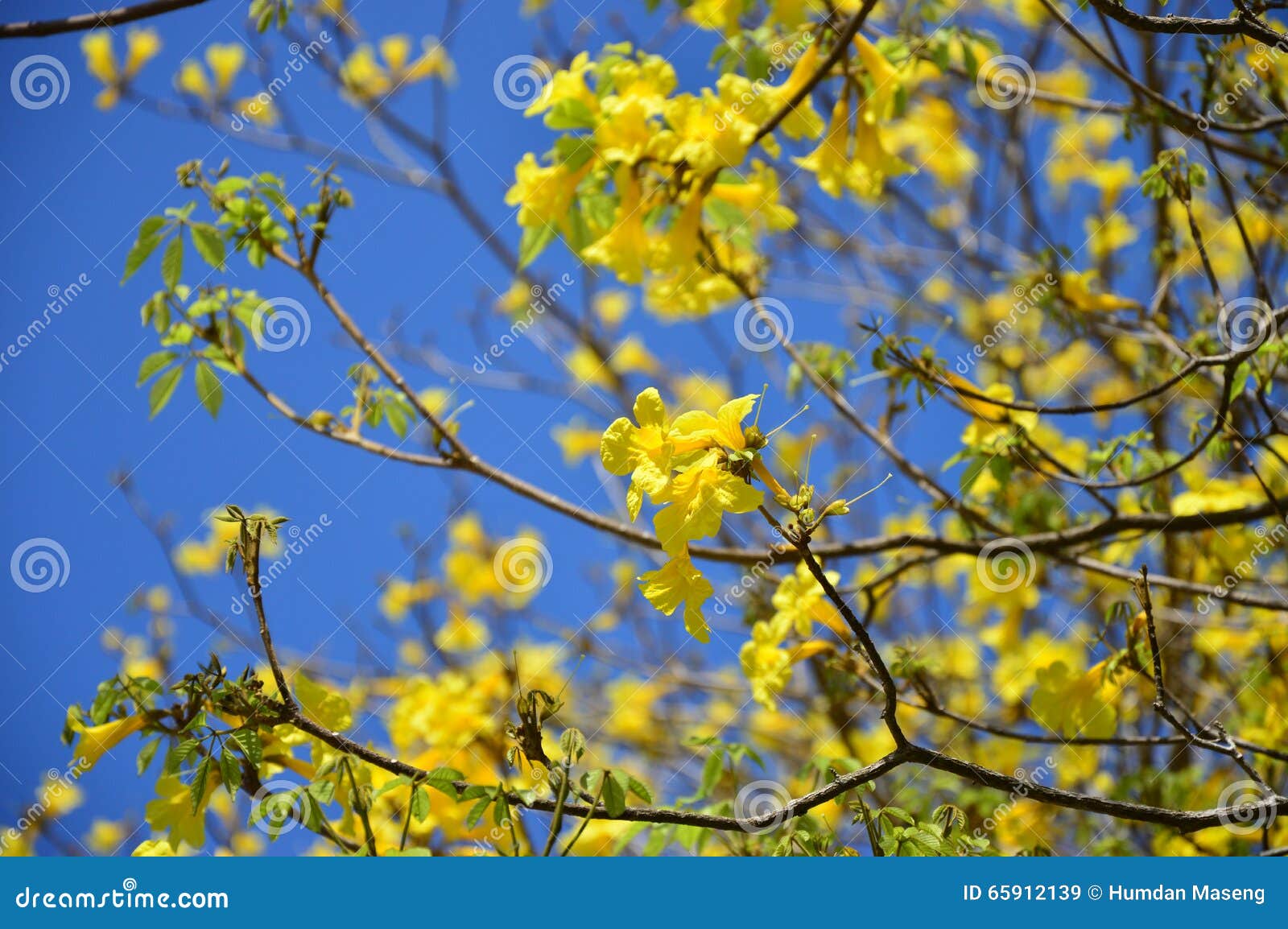 yellow tabebuia (roble) background focus in center