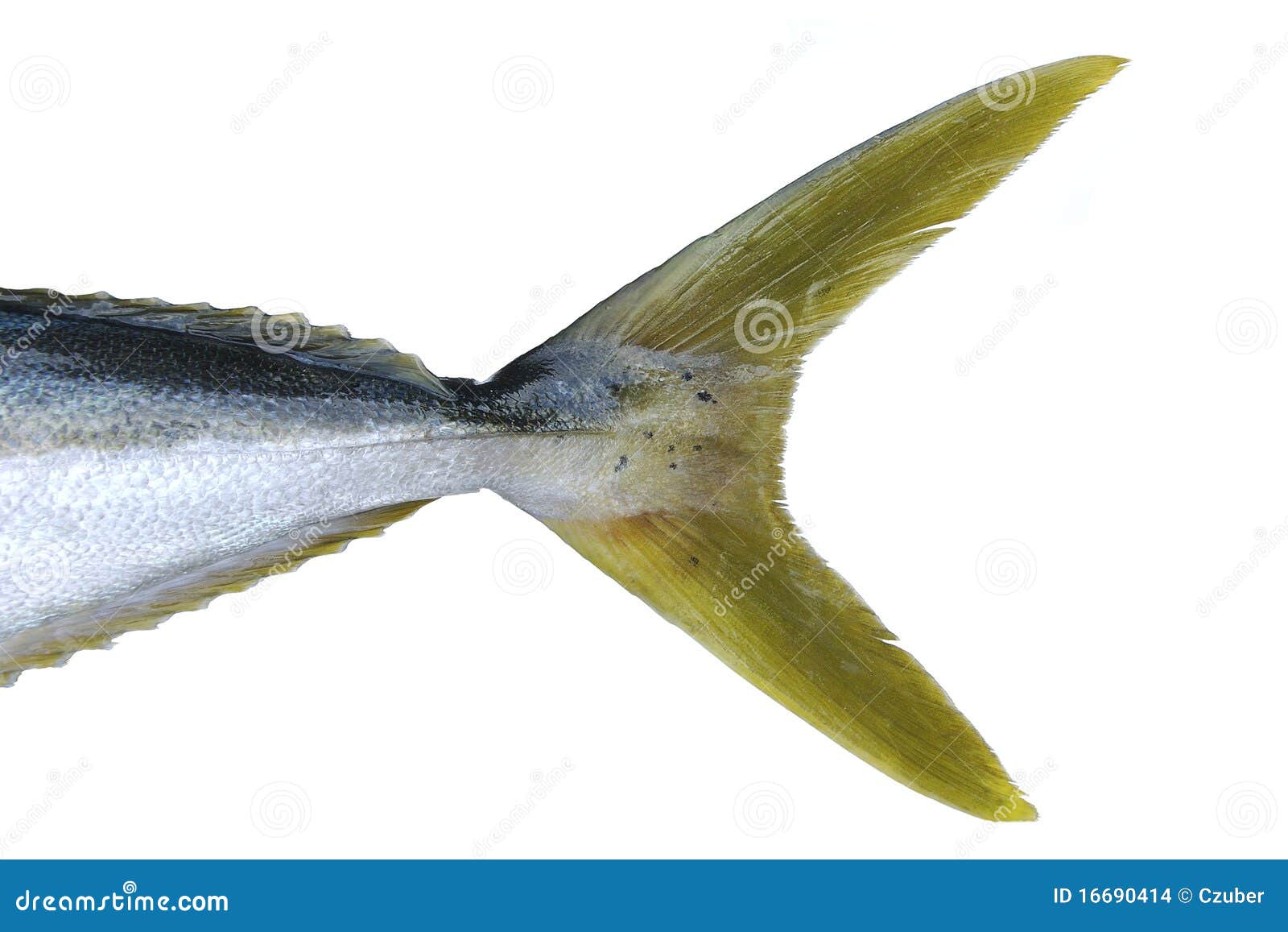 Yellow tail fish stock photo. Image of yellowtail, scales - 16690414