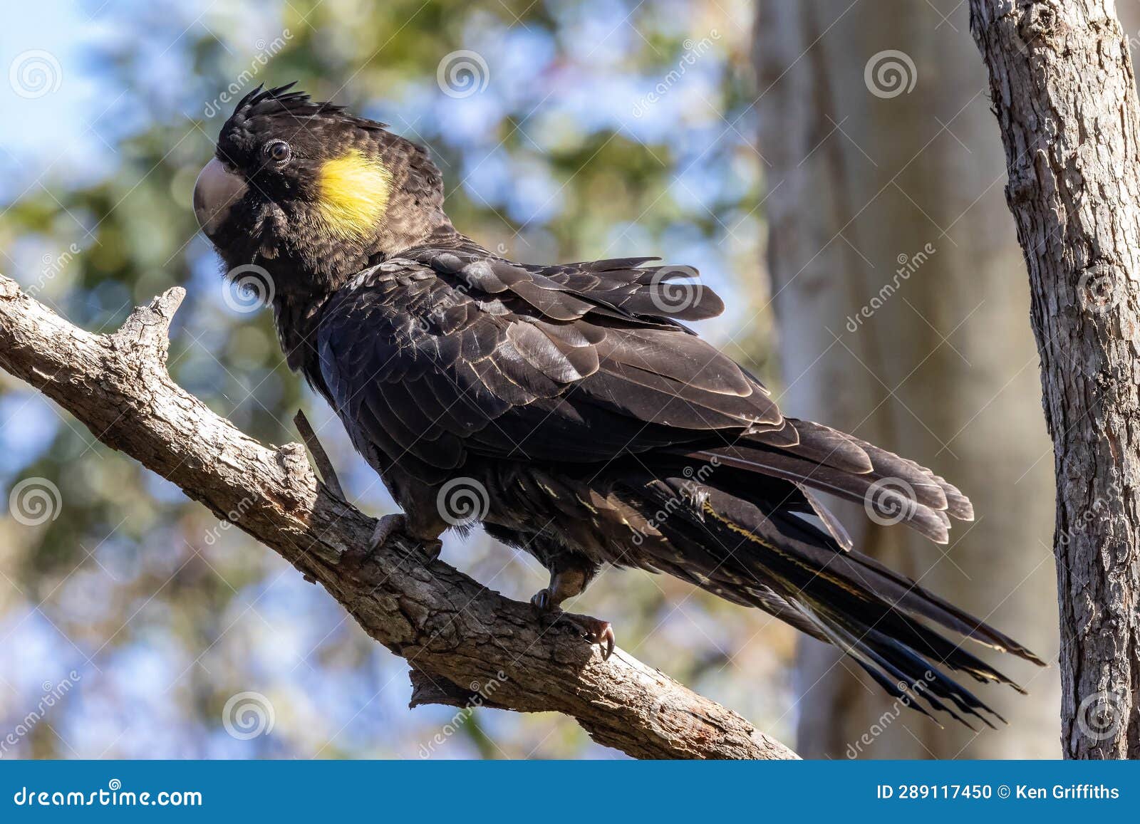 Yellowtailed Black Cockatoo Stock Photo Image of bird, juvenile