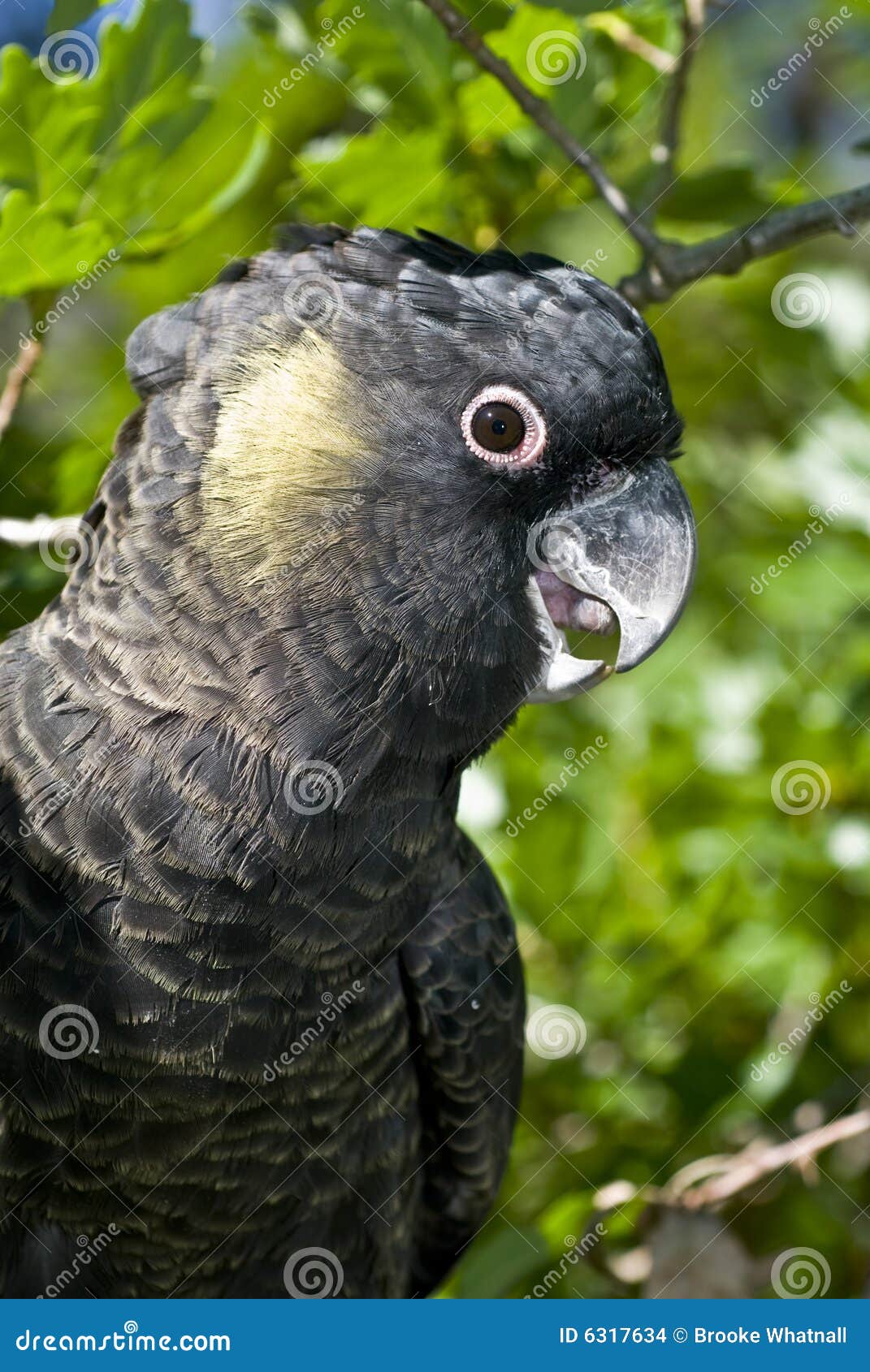 yellow tailed black cockatoo in tree
