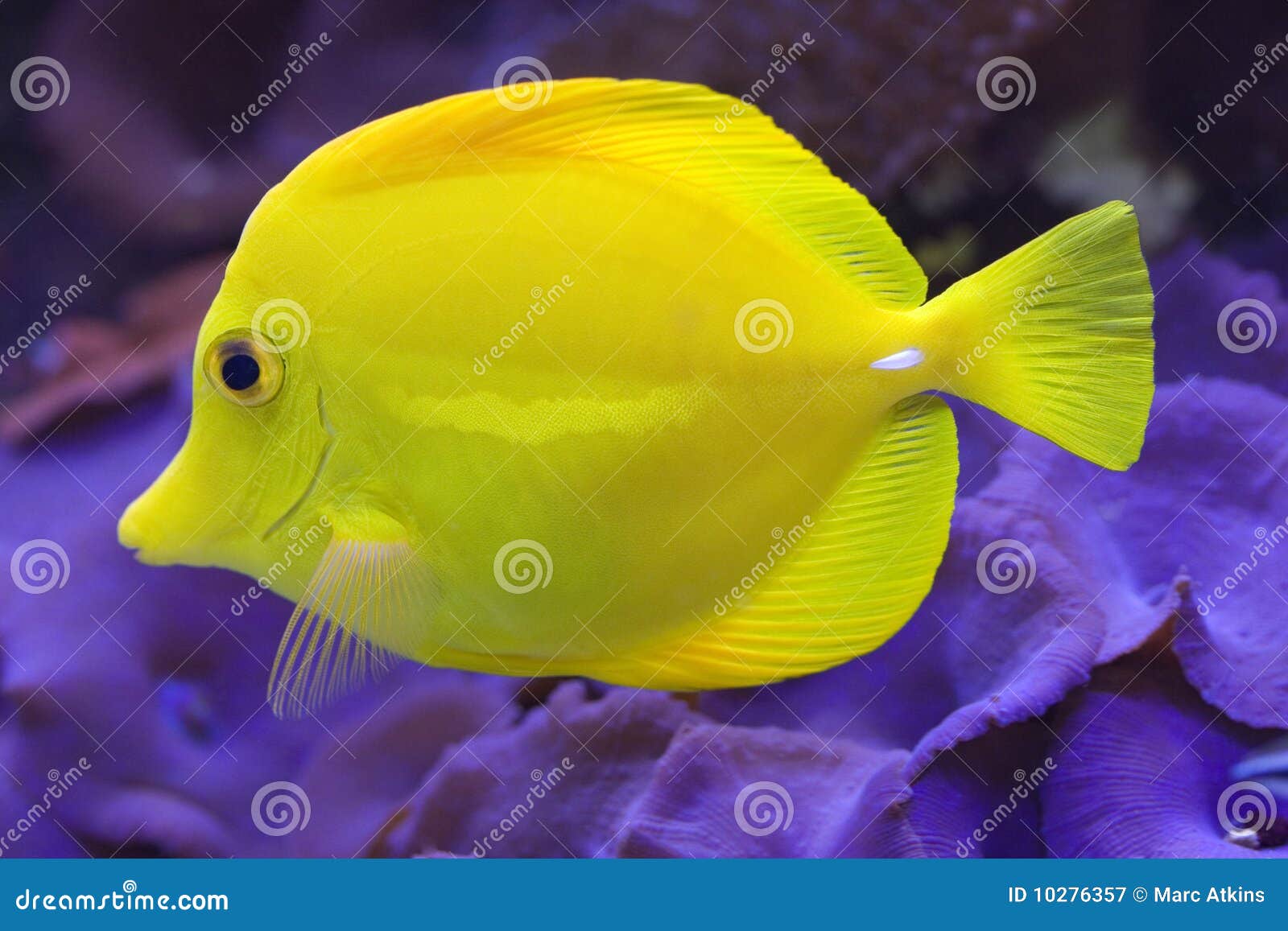 yellow tang (zebramosa)