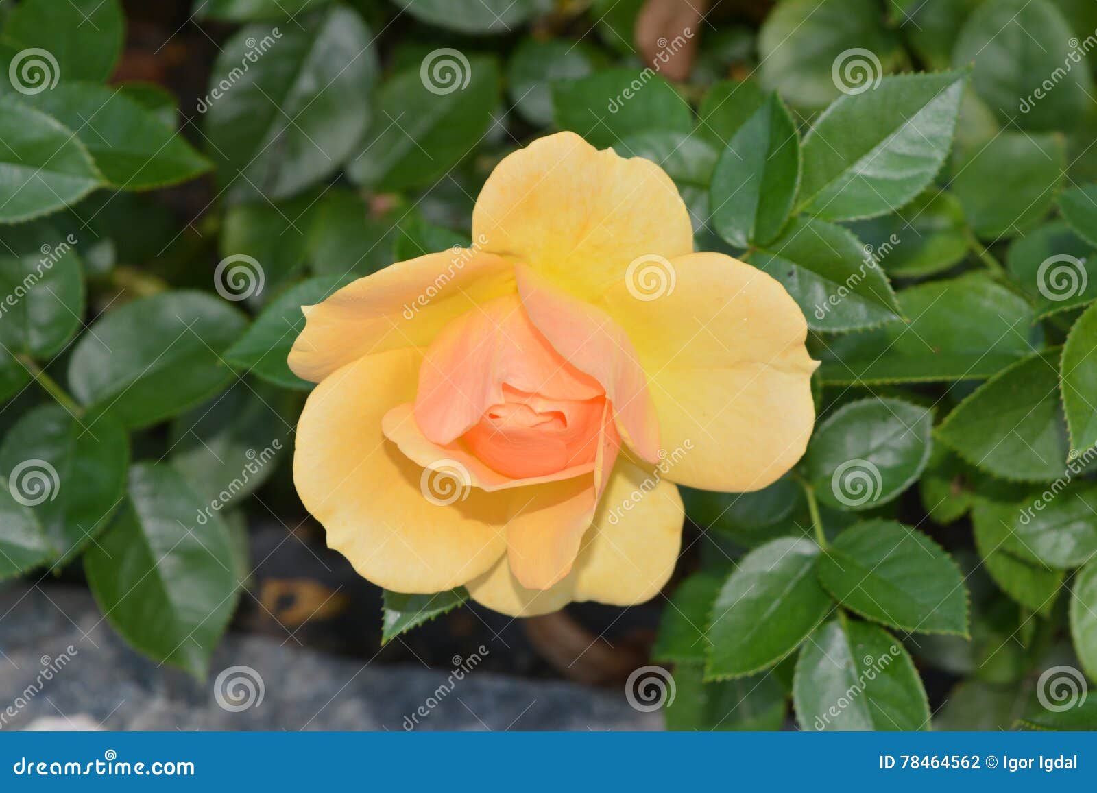 The Yellow tea-rose flower stock photo. Image of butterfly - 78464562