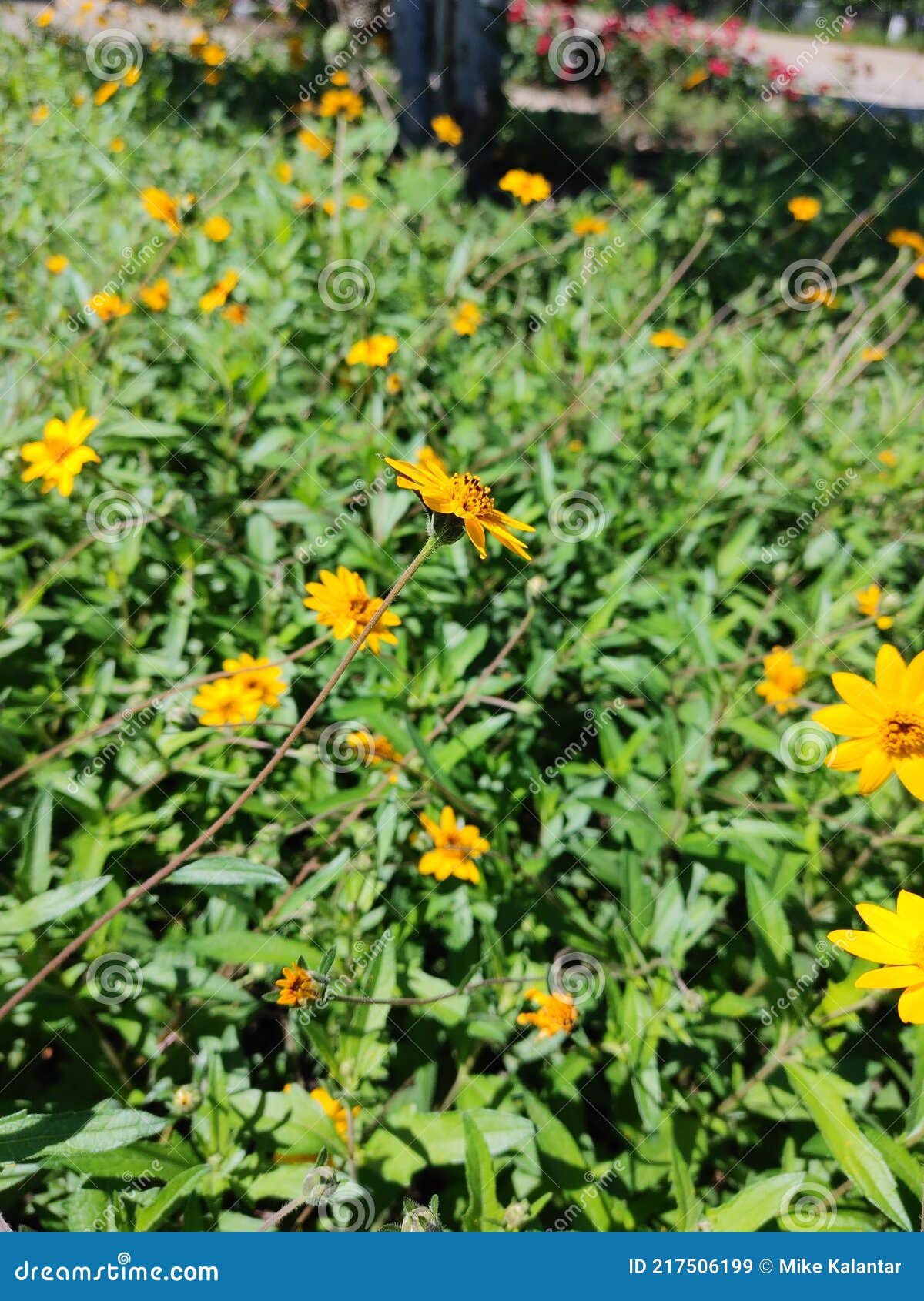 Yellow Texas wildflowers stock image. Image of together 217506199