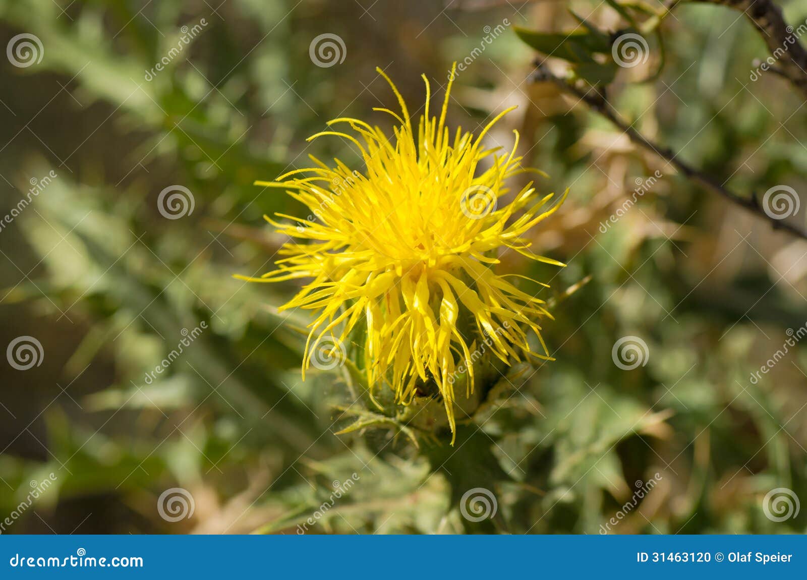 10,055 Yellow Thistle Flower Stock Photos Free & RoyaltyFree Stock