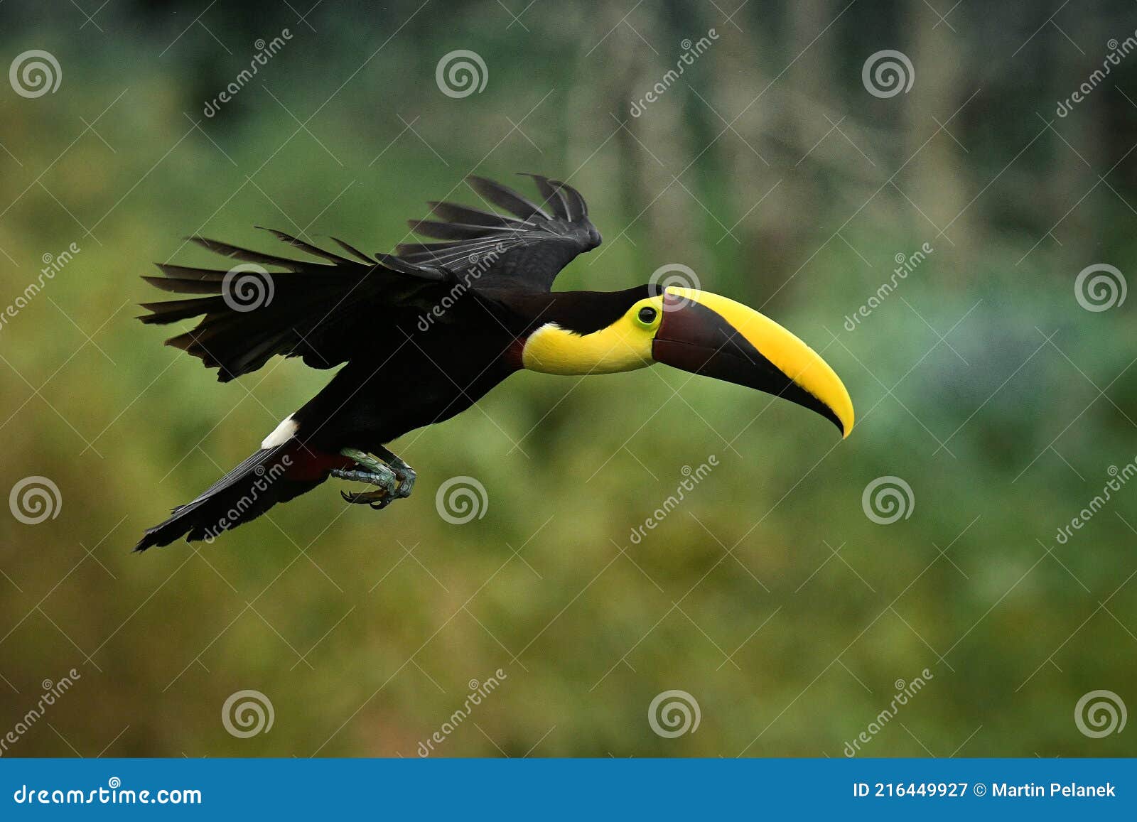 yellow-throated black-mandibled toucan - ramphastos ambiguus  is a large toucan in the family ramphastidae found in central and