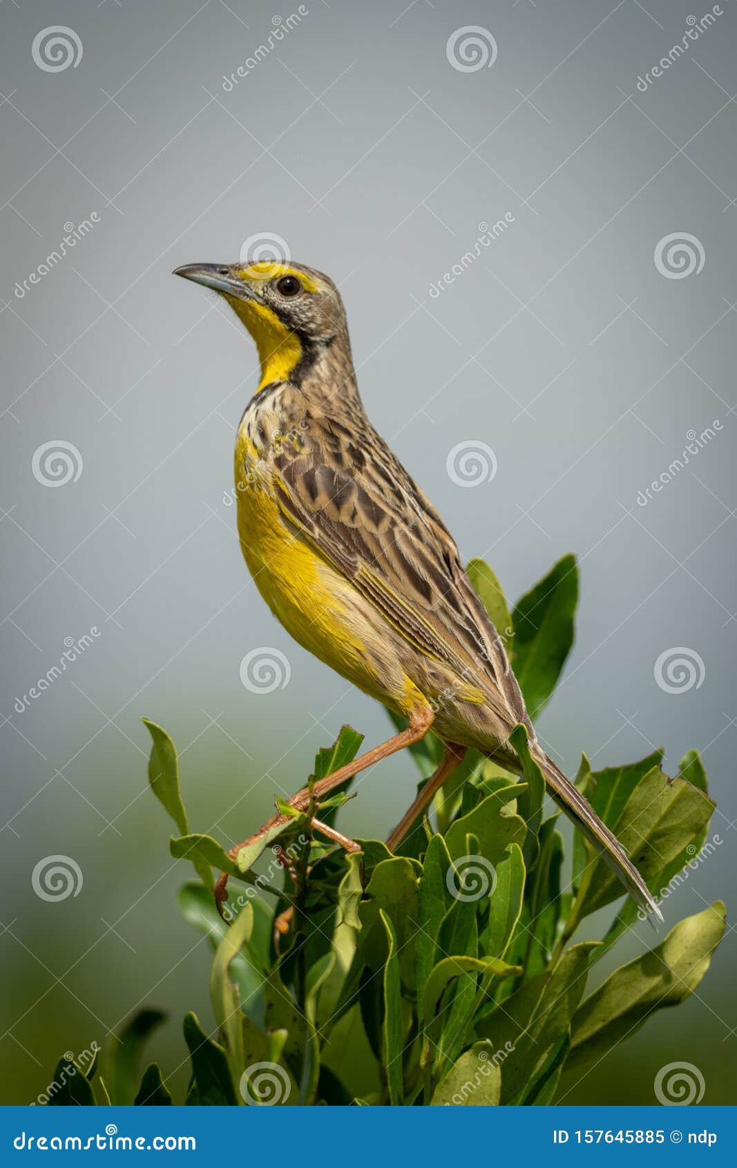 yellow-throated longclaw perched on bush with catchlight
