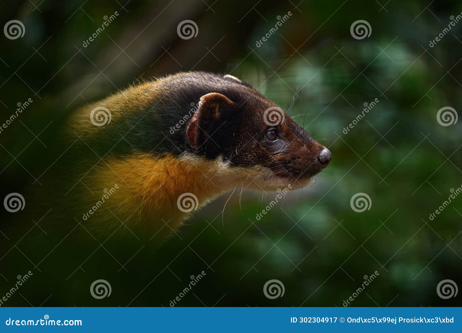 yellow-throated marten, martes flavigula, in tree forest habitat, chitwan national park, china. small predator sitting in green