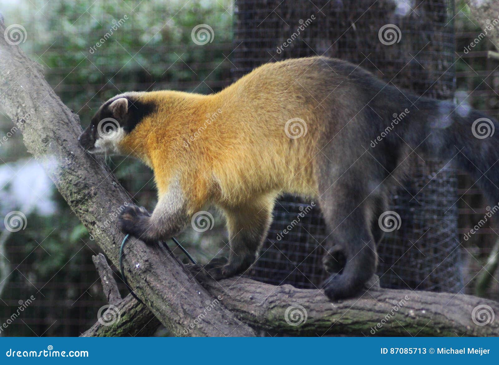 yellow-throated marten martes flavigula