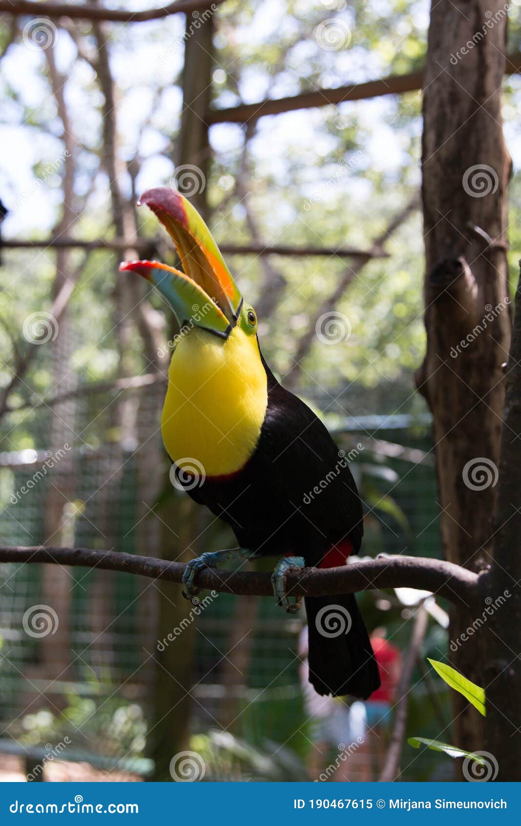 yellow neck toucan with open beak