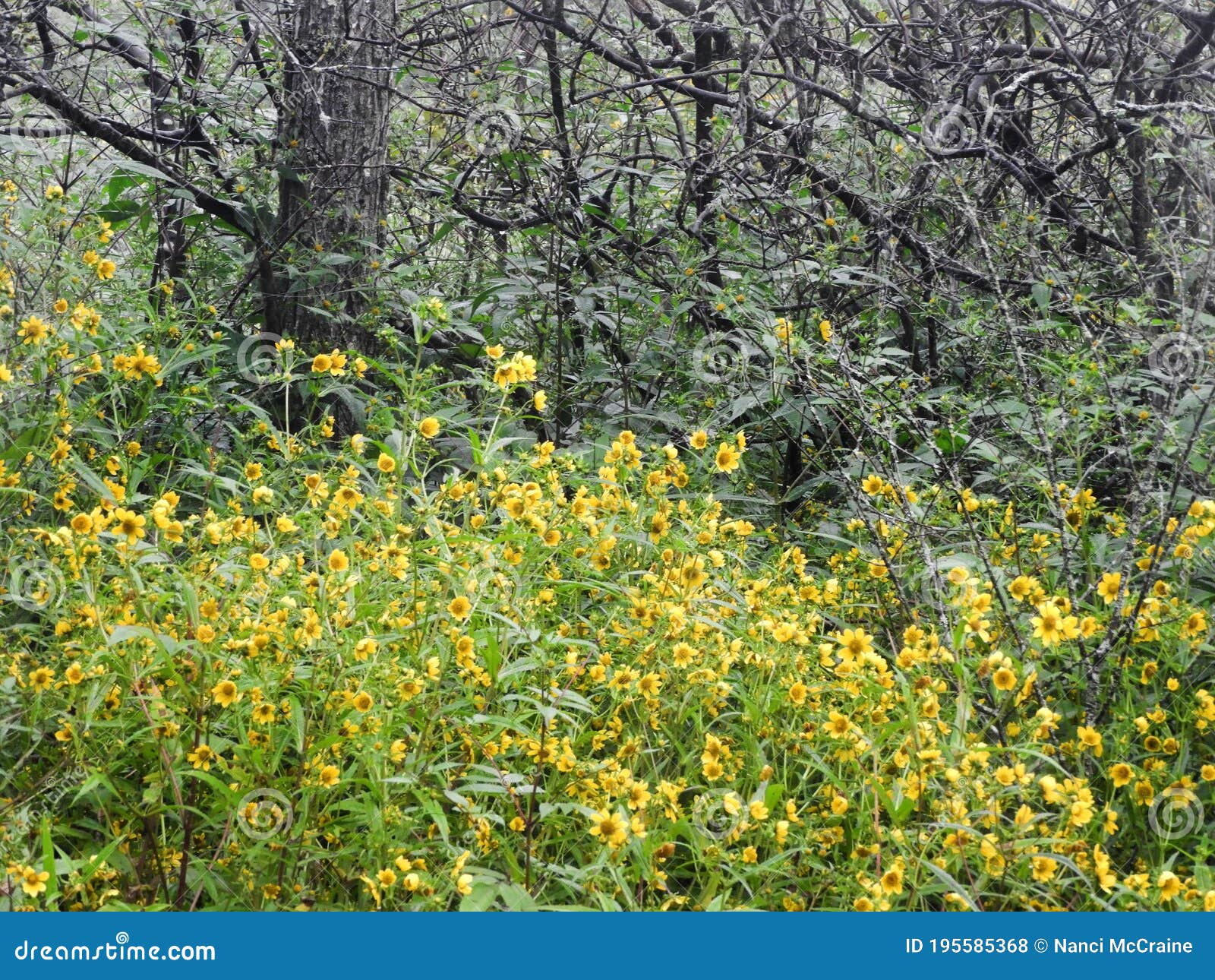 yellow tickseed grows wild among swamp brush