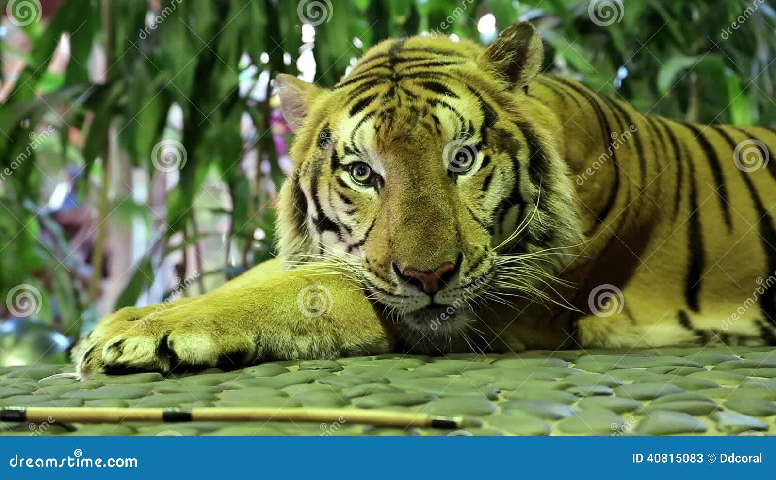 Yellow tiger stock video. Video of africa, looking, fauna - 40815083