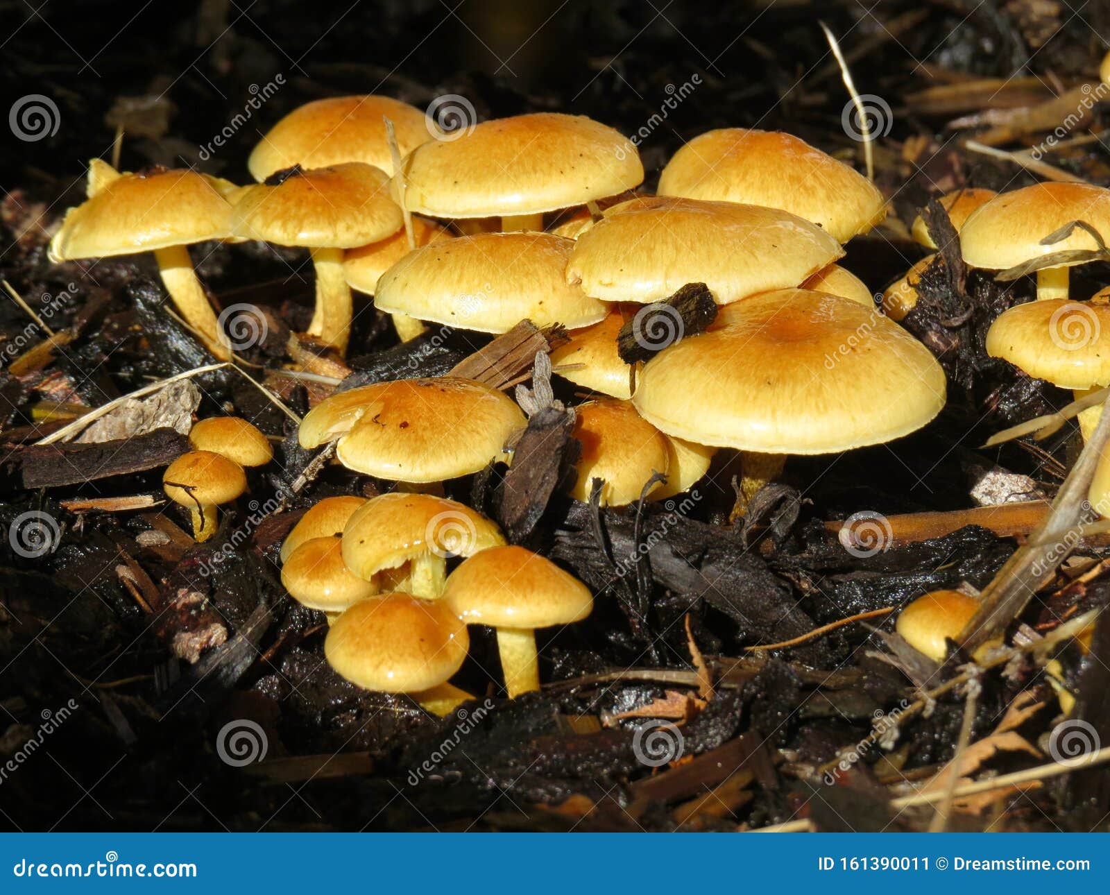 Yellow Toadstools Growing From Decomposing Leaf Litter Stock Image