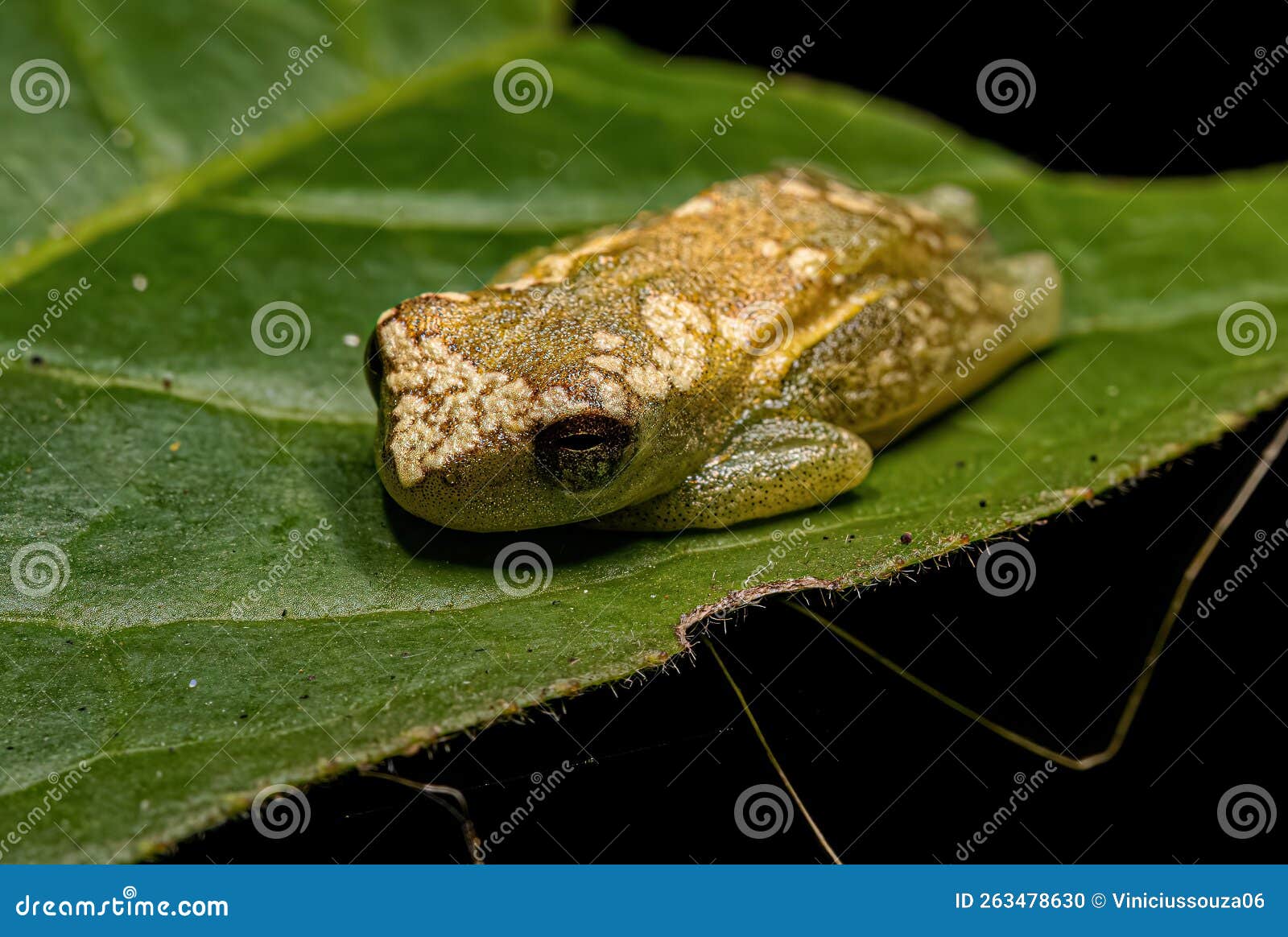 Yellow Tree Frog stock photo. Image of treefrog, tree 263478630