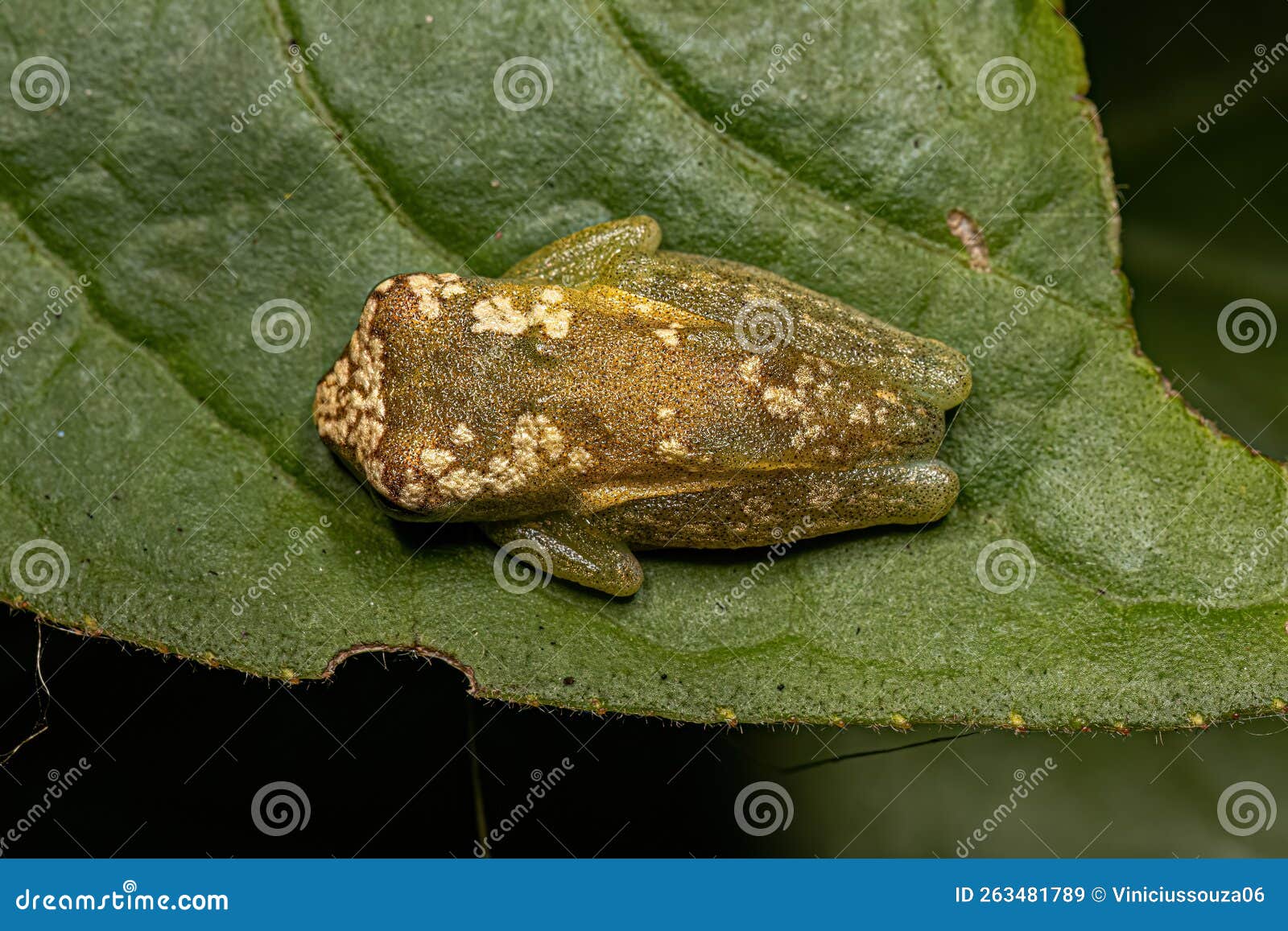 Yellow Tree Frog stock image. Image of chordata, nature 263481789