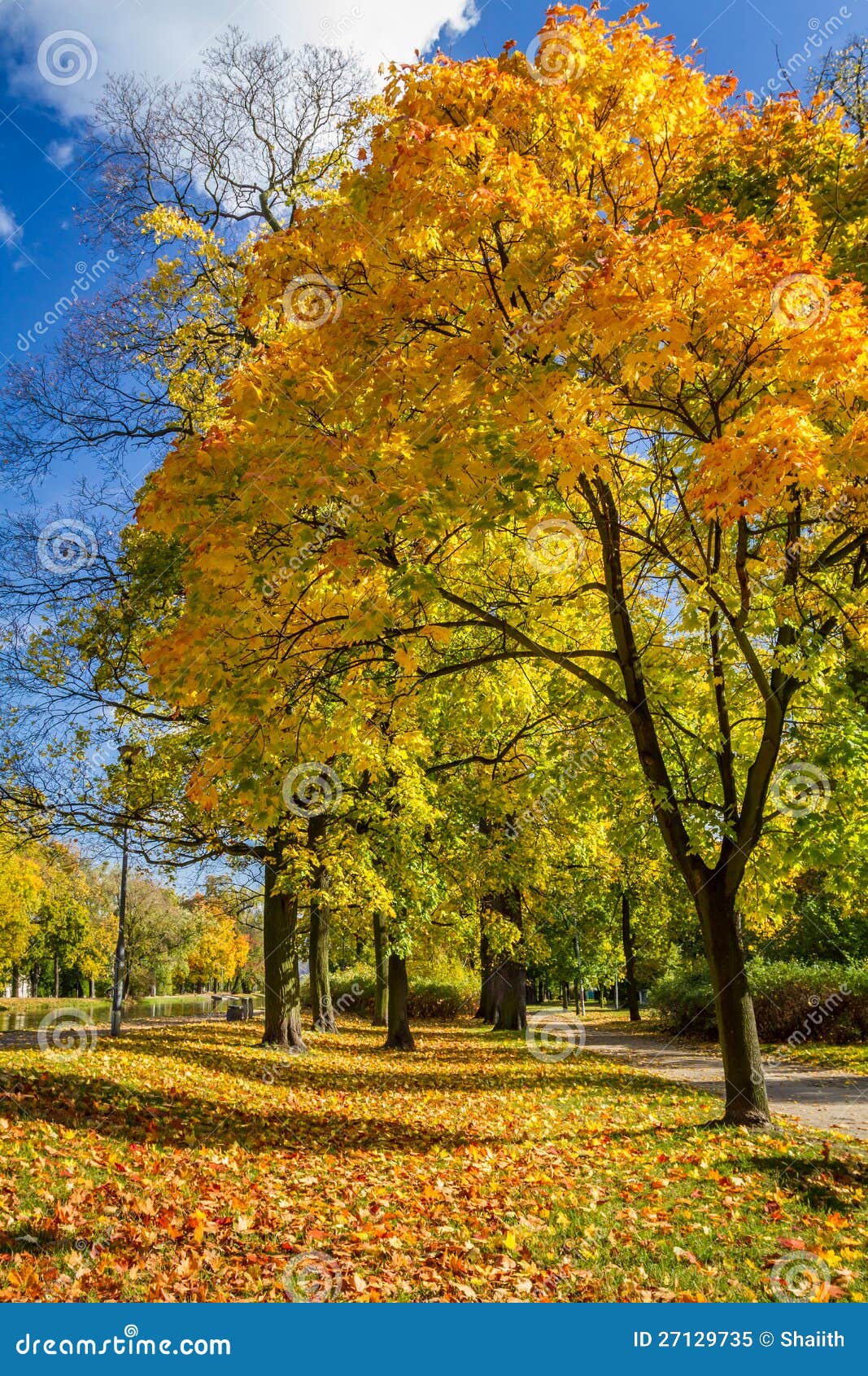 Yellow tree in the park stock image. Image of october - 27129735