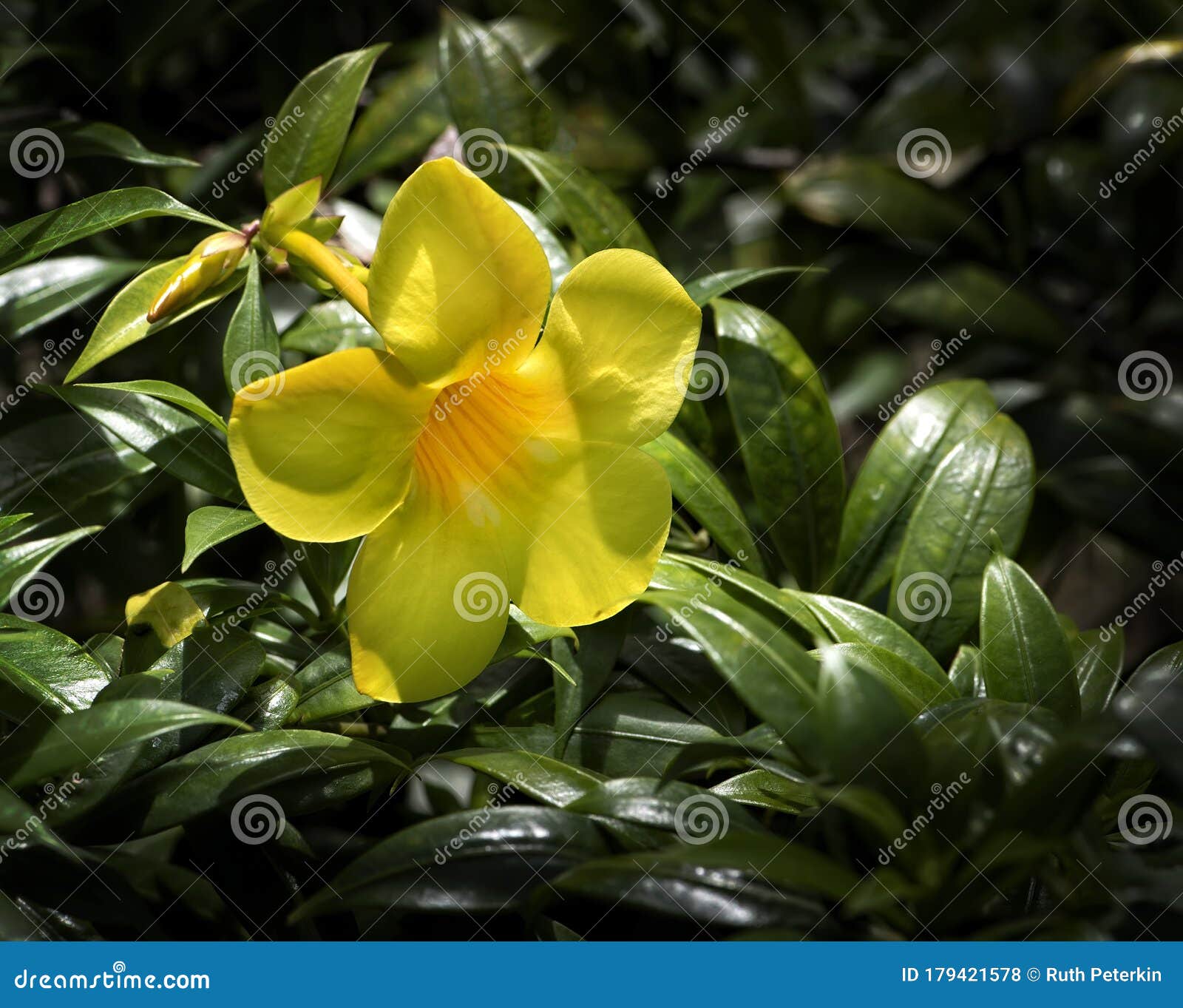 My Image 21