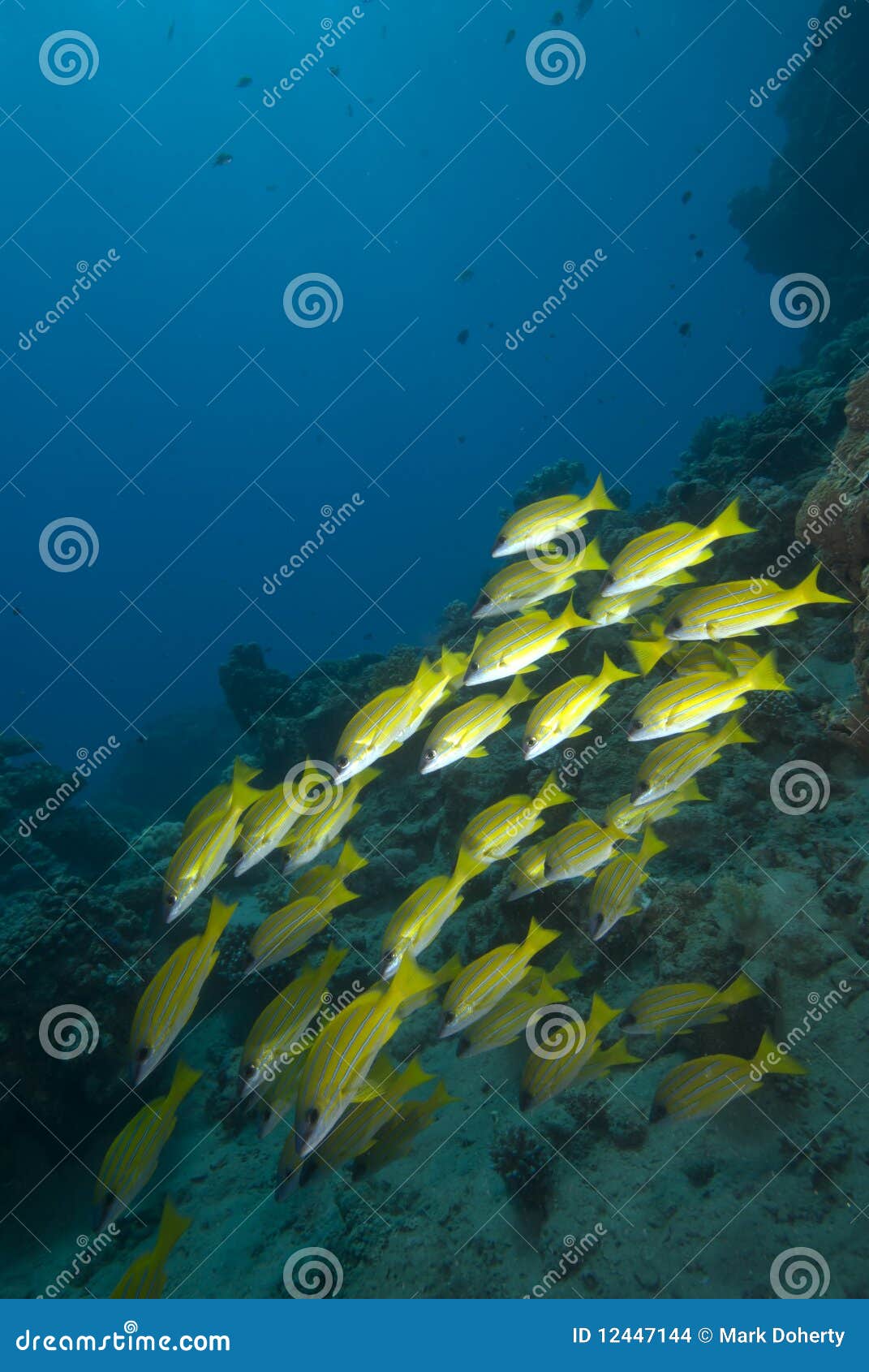 Yellow tropical fish stock photo. Image of shoal, sealife - 12447144