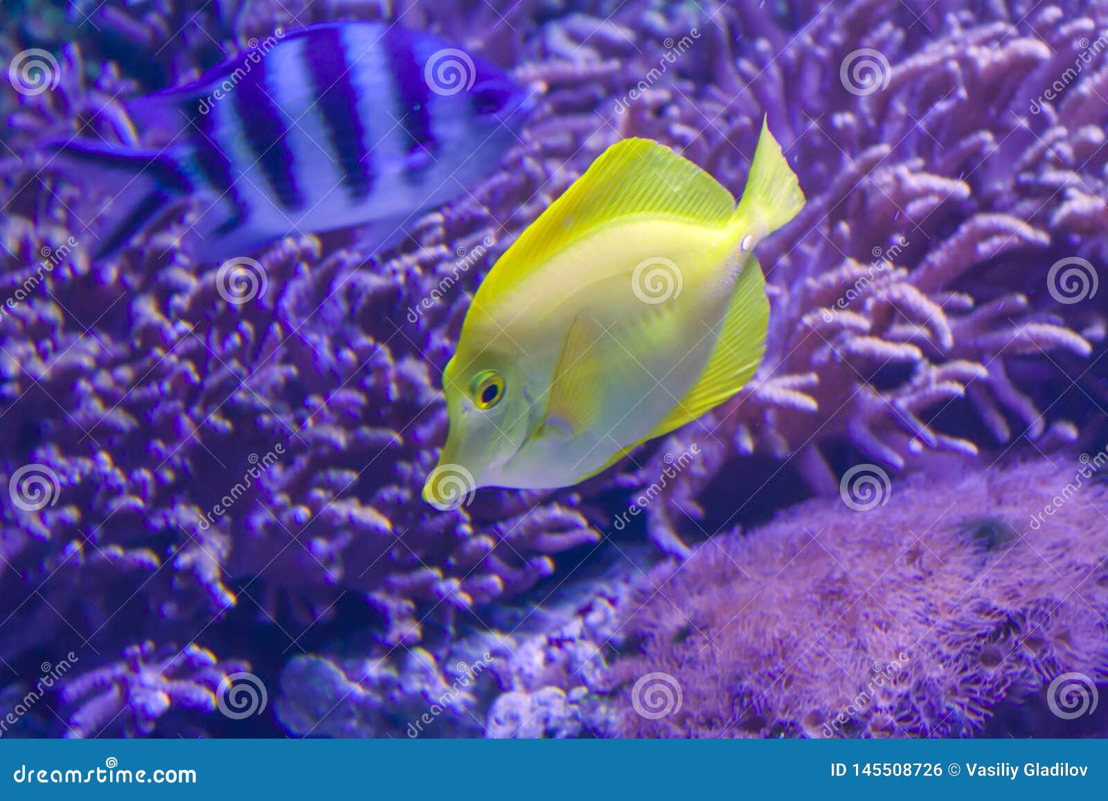Yellow Tropical Fish in the Coral Reef Stock Photo Image of scuba