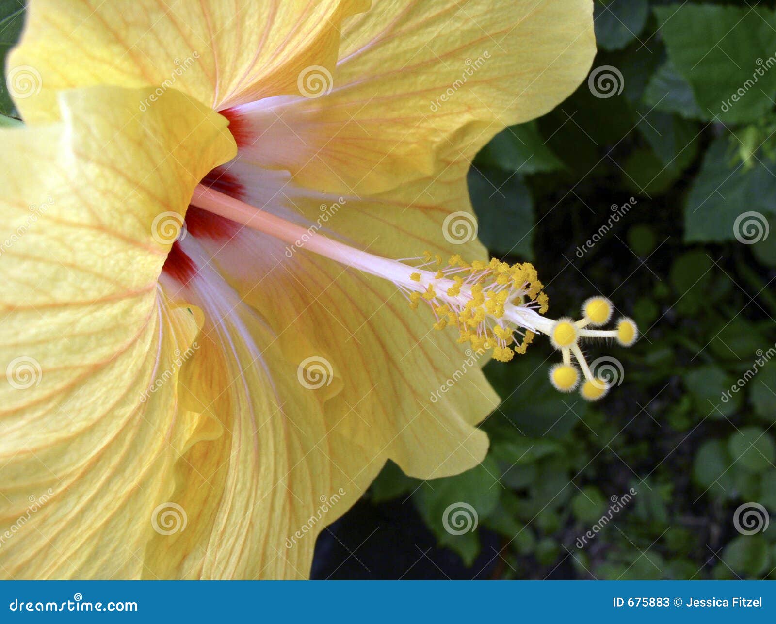 Yellow Tropical Flower stock image. Image of sunny, hibiscus 675883