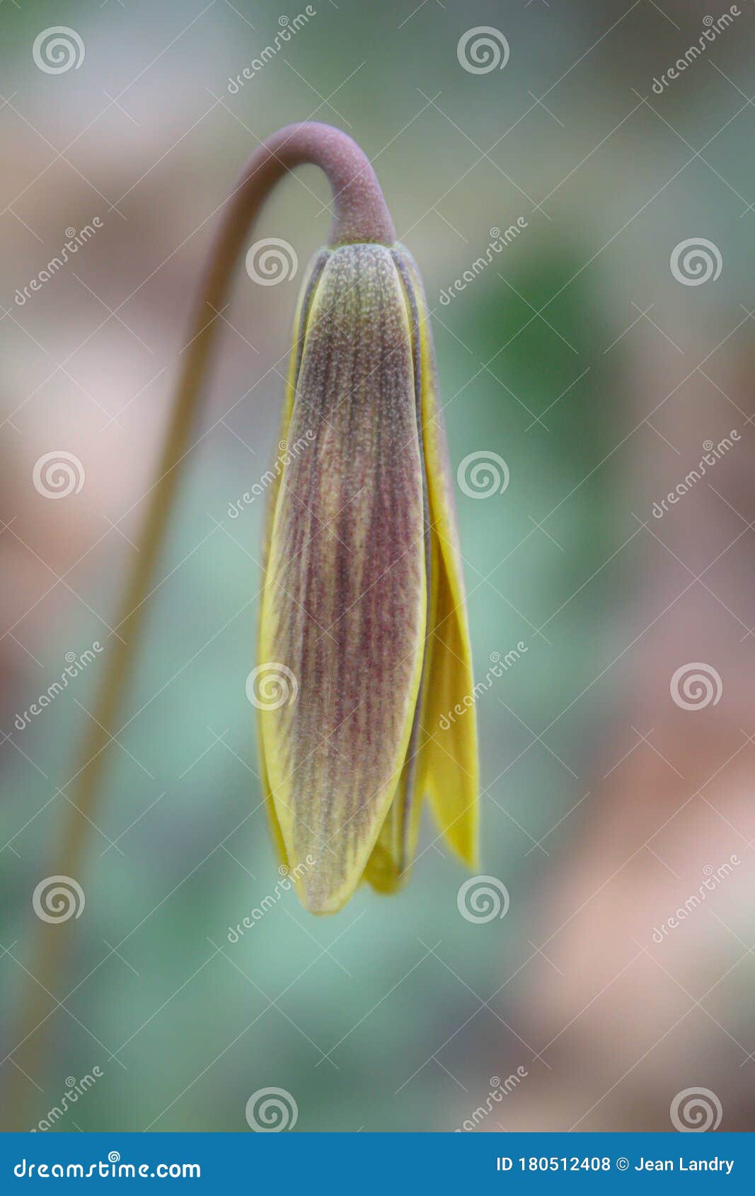 yellow trout lily flower bud just starting to open up