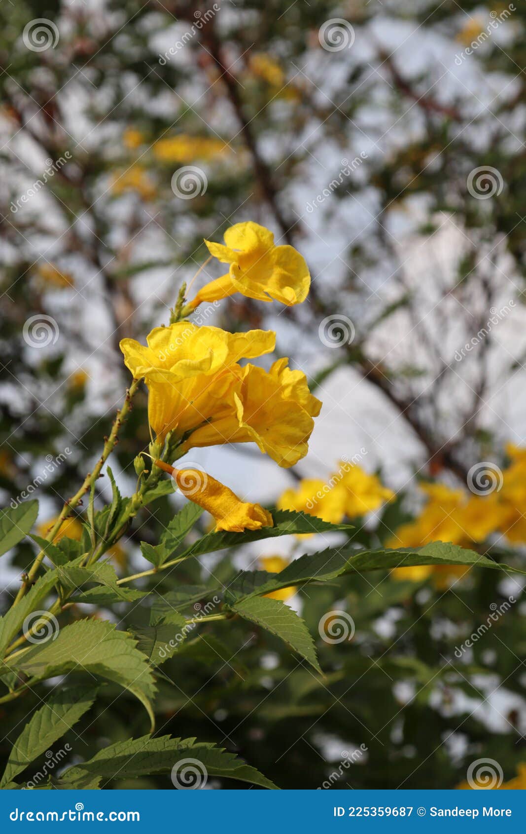 Beautiful India Flowers Yellow Trumpet Flower on the Tree Branch Stock