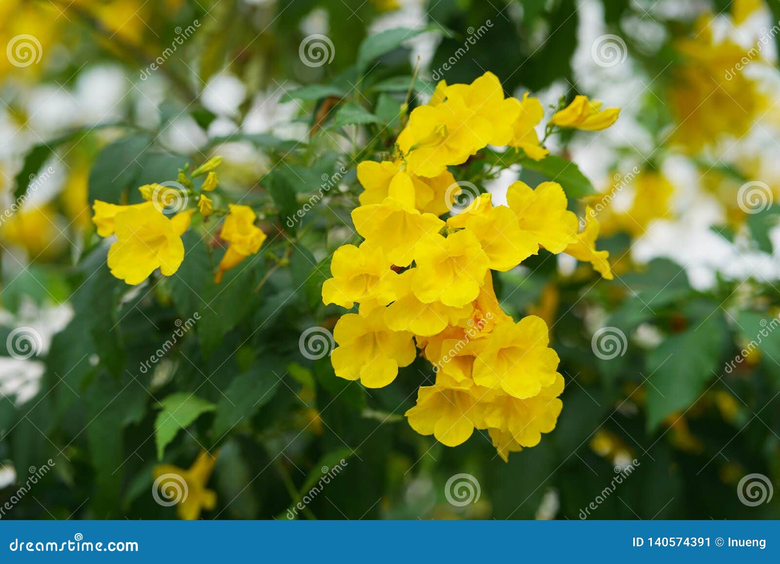 Yellow Trumpetbush Flower In The Garden Stock Image Image Of