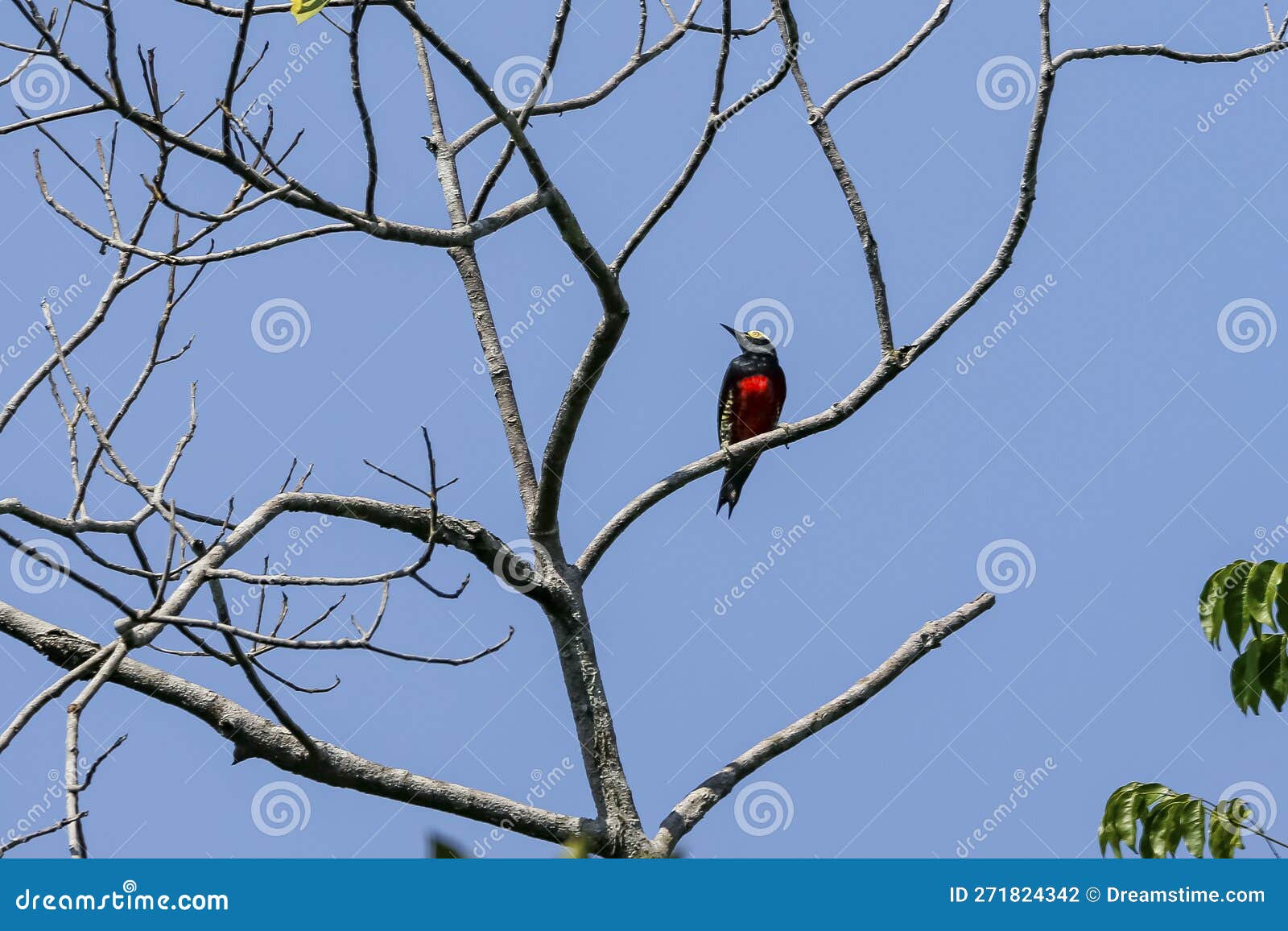 yellow-tufted woodpecker, san jose do rio claro, mato grosso, brazil