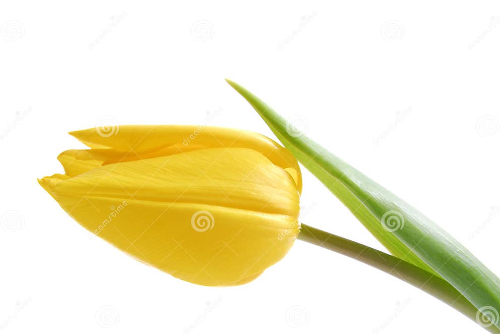 Yellow Tulip stock photo. Image of isolate, tulip, yellow 4341184