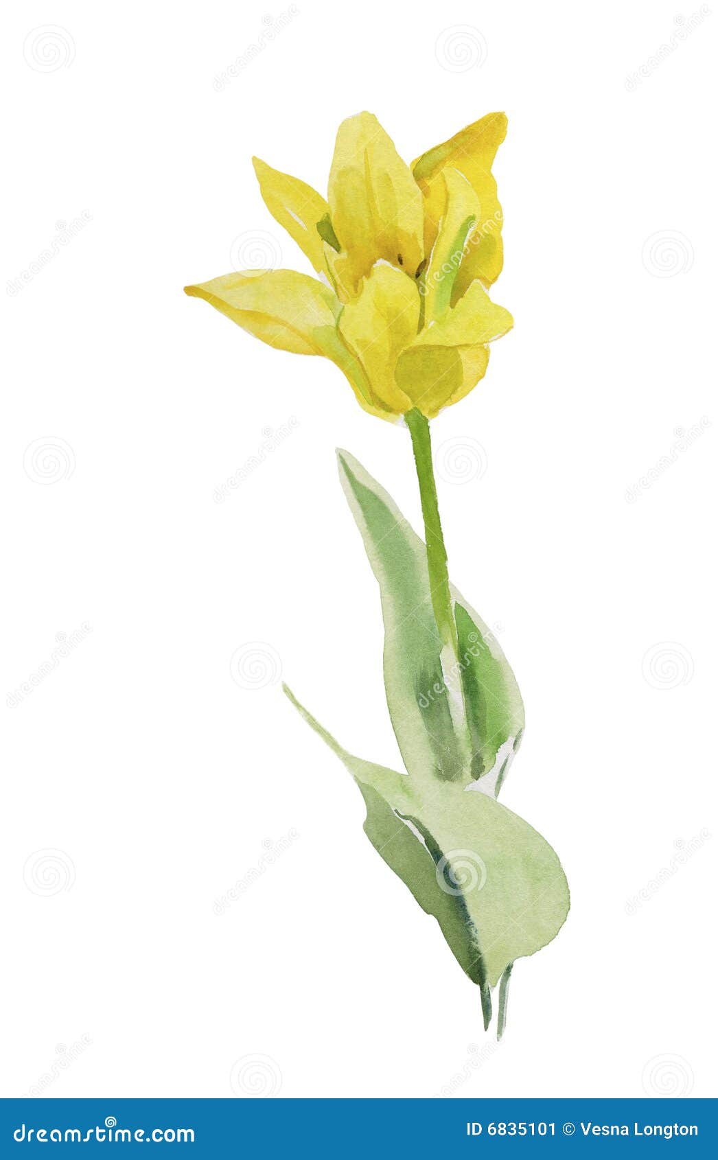 Yellow tulip stock illustration. Illustration of garden 6835101